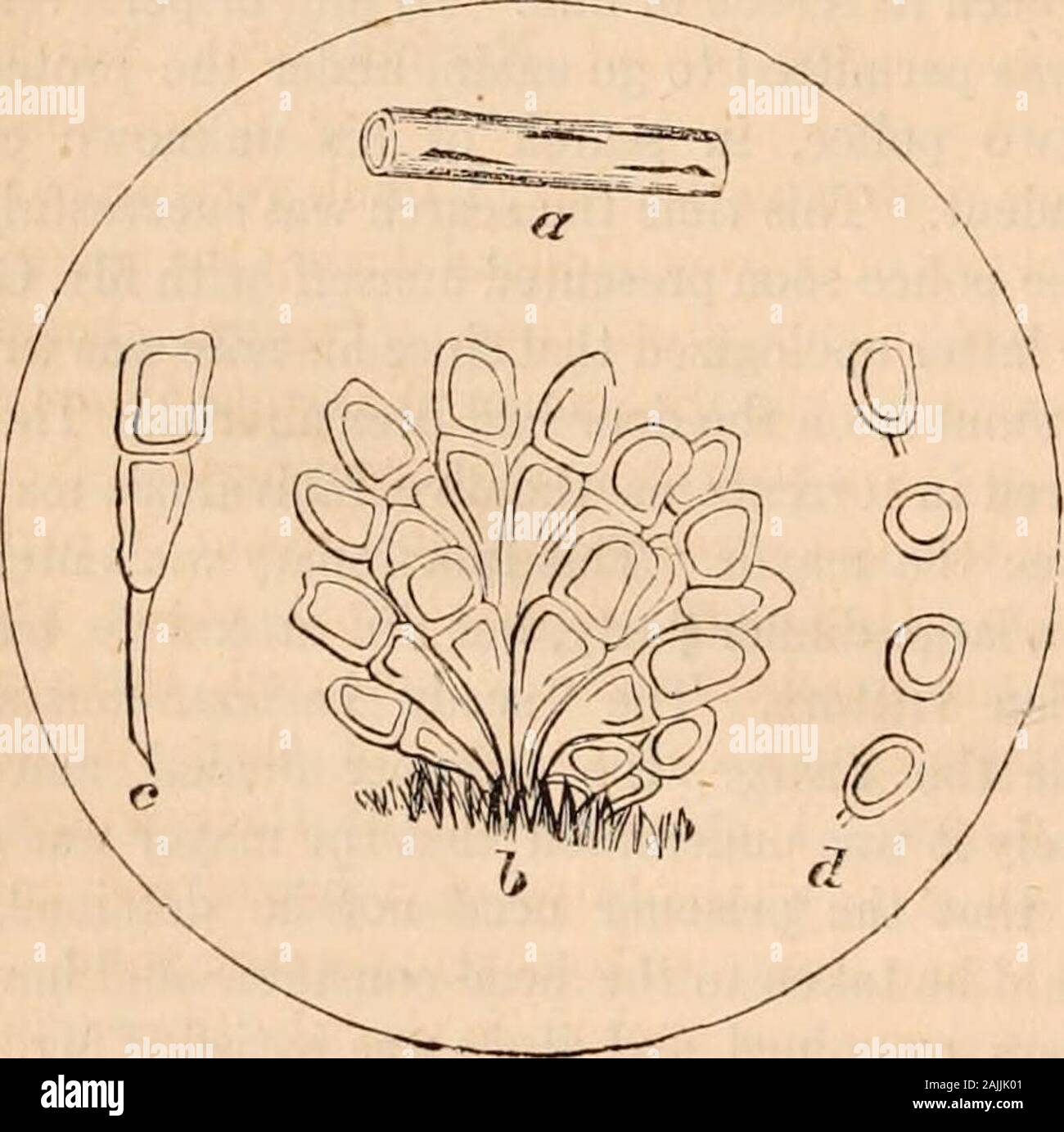 Hardwicke's science-gossip : an illustrated medium of interchange and gossip for students and lovers of nature . the word was Diatoma-ceous earth, and if he required to know further, hemust refer to Pritchards Infusoria or SmithsDiatomaceae. He professed to know all that, butstill he was certain there was something about itthat required to be explained! Suffice it to saythat on the return of the head-constable, his ex-anination of the papers, &c, after some altercation,to the great annoyance and chagrin of the harbour-constable, Mr. Gray obtained his liberty againbetween 10 and 11 oclock at ni Stock Photo