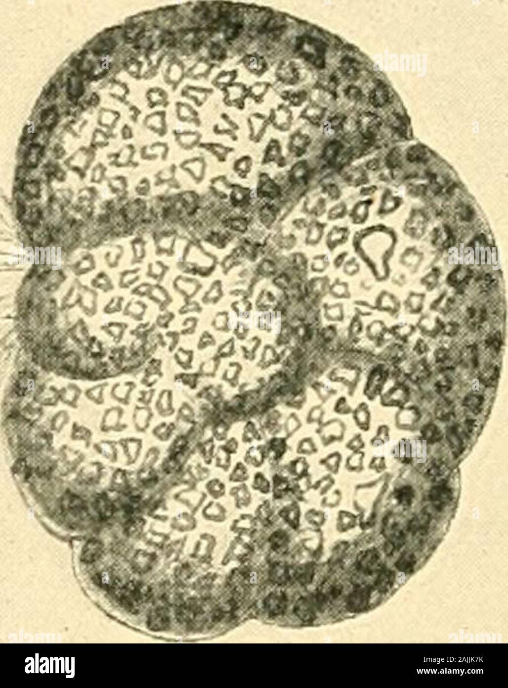 The foraminifera: an introduction to the study of the protozoa . ndFROM Tide-MARKS ON THE Shore AT LiTTLEHAMPTON, SuSSEX. X 26. Original. Fig. 2.—Sand from a Common Sponge, consisting of Fora-MiNiFERA, Sponge Spicules,Ostracoda, Shell Fragments,AND Sand Grains. x 26. Ori-(jinal. sand which, on examination with a lens or low-powermicroscope, will often reveal countless shells of theForaminifera (fig. 2). In order to see these tiny creatures alive let ustake some fresh seaweed at low tide and place it ina glass jar of sea-water. After a short space of timethe Foraminifera wall be seen moving ove Stock Photo