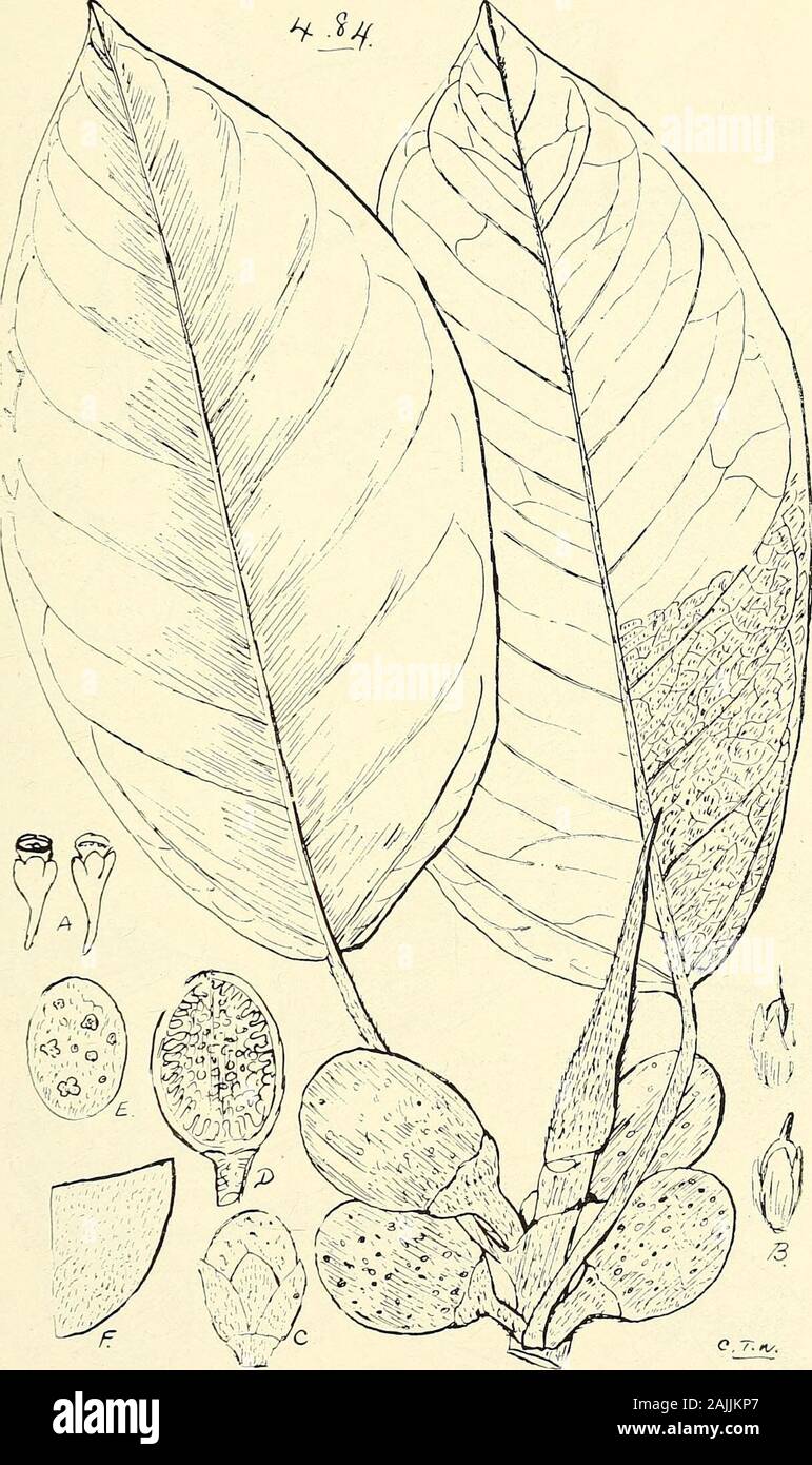 Comprehensive catalogue of Queensland plants, both indigenous and naturalised To which are added, where known, the aboriginal and other vernacular names; with numerous illustrations, and copious notes on the properties, features, &c., of the plants . 483. FlCUS MACROPHYLLA, Desf. (A) Portion of under surface of a leaf (enl.), (B) young receptacles withbracts (nat. size). CX1X. URTICACE^. 495. 484. Ficus macrophylla, Desf., var. PUBESCEJMS, Bail. (A) Male flowers, (B) female flowers, (C) young receptacle and bracts, (D) sect.receptacle, (E) portion of surface of receptacle, (F) portion upper su Stock Photo