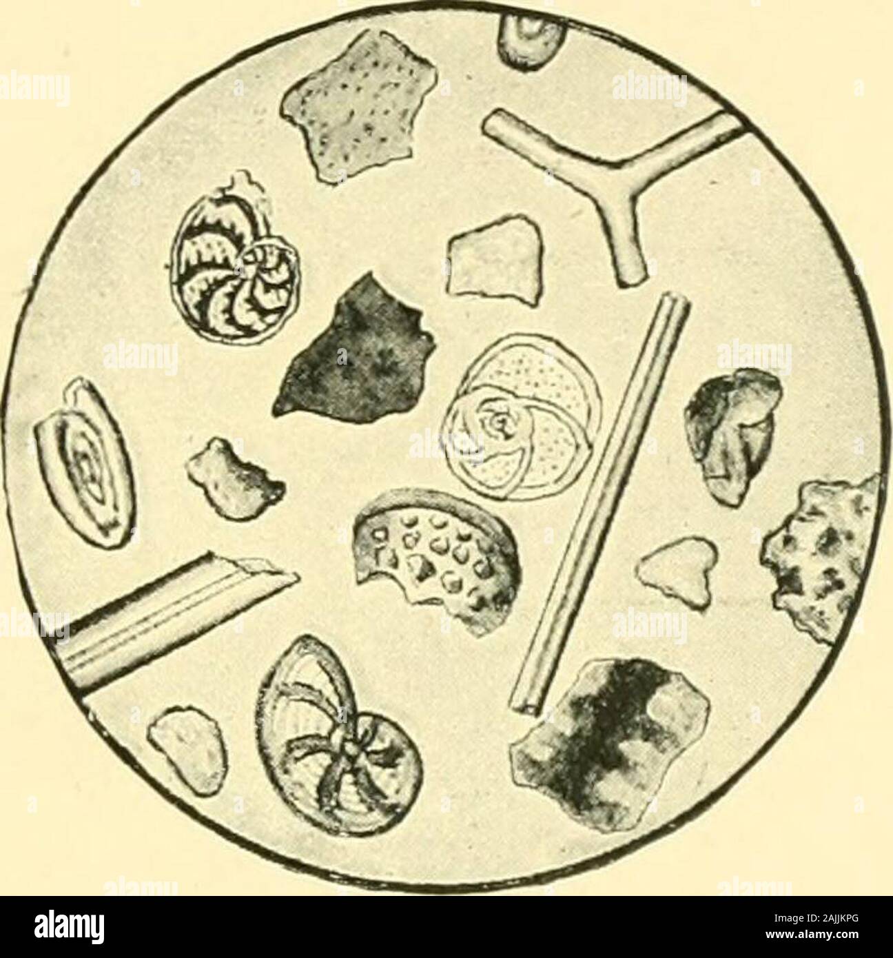 The foraminifera: an introduction to the study of the protozoa . Fig. 1. — Foraminiferal SandFROM Tide-MARKS ON THE Shore AT LiTTLEHAMPTON, SuSSEX. X 26. Original. Fig. 2.—Sand from a Common Sponge, consisting of Fora-MiNiFERA, Sponge Spicules,Ostracoda, Shell Fragments,AND Sand Grains. x 26. Ori-(jinal. sand which, on examination with a lens or low-powermicroscope, will often reveal countless shells of theForaminifera (fig. 2). In order to see these tiny creatures alive let ustake some fresh seaweed at low tide and place it ina glass jar of sea-water. After a short space of timethe Foraminife Stock Photo