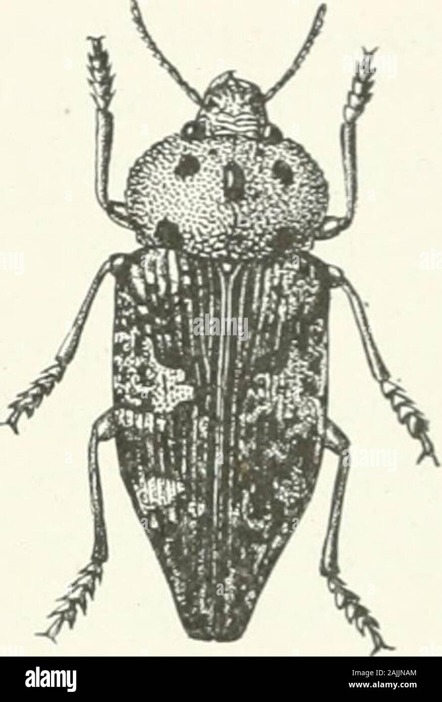 Indian forest insects of economic importance Coleoptera . i. Capnodis indua. Tlioms.—Larva and beetle. 2. Anthaxia osmastoni, Steb.—Larva and beetle. I /.— Ser.rinn of ctf&gt;n-&gt; r^f /&gt;;,,,,.• /.,, ,r;f.,i;.-. „!,„ .1.. i .1 n e u.^u i ..i  •. FAMILY BUPRESTIDAE 203 Capnodis milians, Klug. REFERENCES.—King. Symb. Phys. 15, pi. 2, fig. i (1821) ; Fairm. Bull. S.E.B. xxxv, 125 (1891); daedalea,Stevens, Bull. S. N. Mosc. 93, pi. 3, fig. 6 (1830); albisparsa, Falderman, ibid. 107; miliaris, Mars.LAbeille, ii, 122 (1865); metallica, Ballion, Bull. S. N. Mosc. xlviii, 349 (1871). Habitat.—Balu Stock Photo