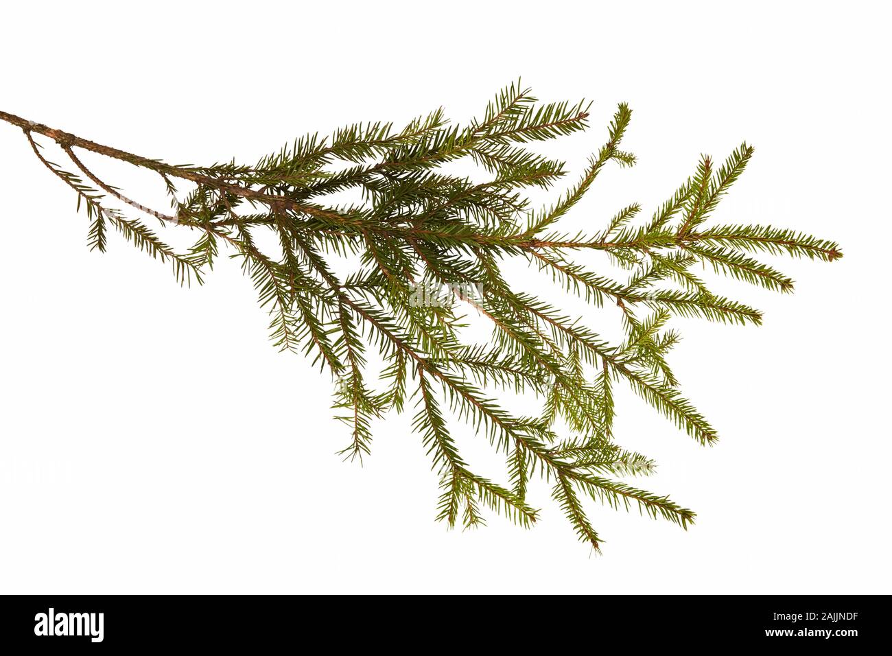 Fir or Spruce tree branch isolated on a white background Stock Photo ...