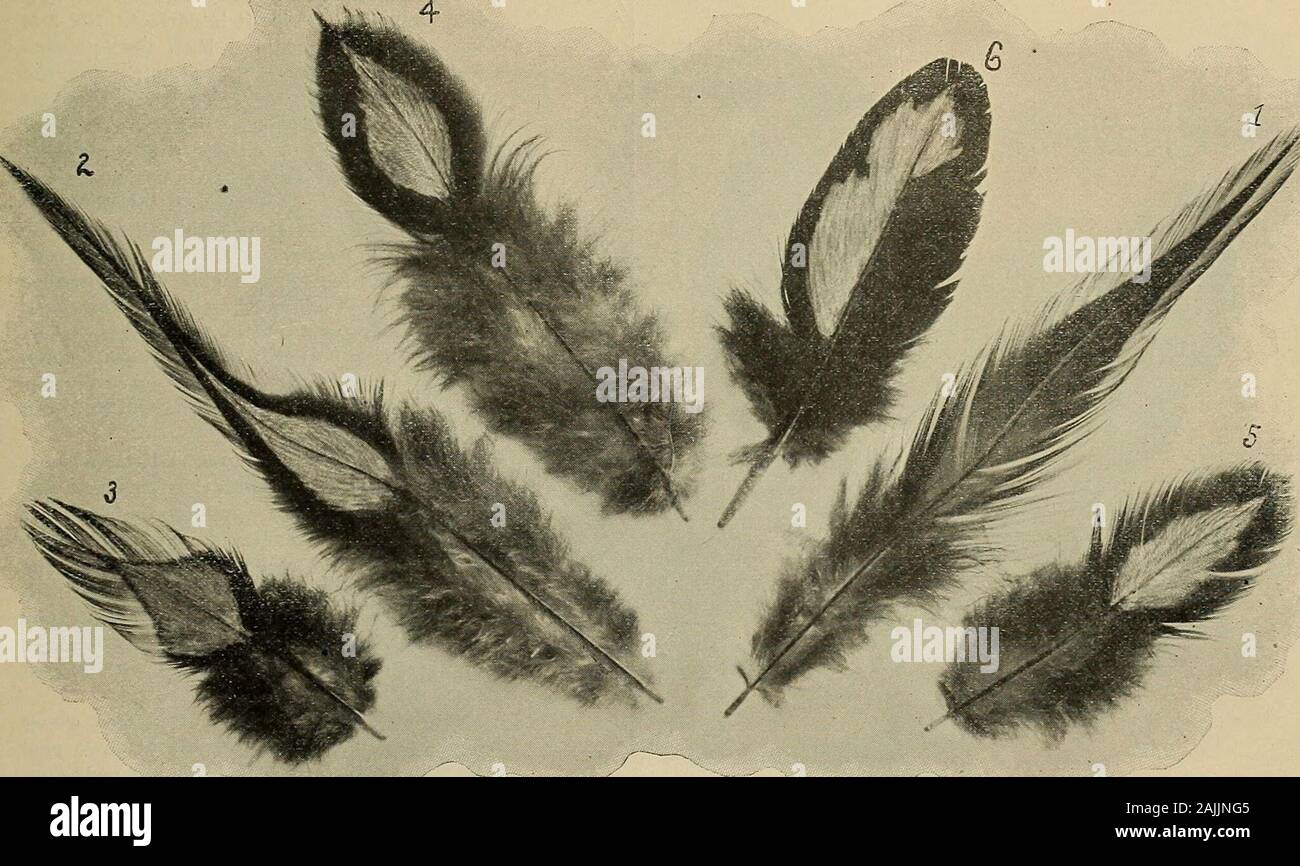 Original American productions Standard bred wyandottes, silver laced, golden laced, white, buff and black .. . alf-tone engravings,showing photographic reproductions of actual feathersplucked from two exhibition Golden Wyandotte males, prize lacing of these feathers, also the bright clearness of the out-side lacing of the hackle, back and saddle feathers. Notealso the perfect evenness of the under-color of all thesefeathers. Feather No. 1 on this plate, a hackle feather, showswhat I call a laced feather, something like that of the Polish.The inside center follows evenly on either side of the s Stock Photo
