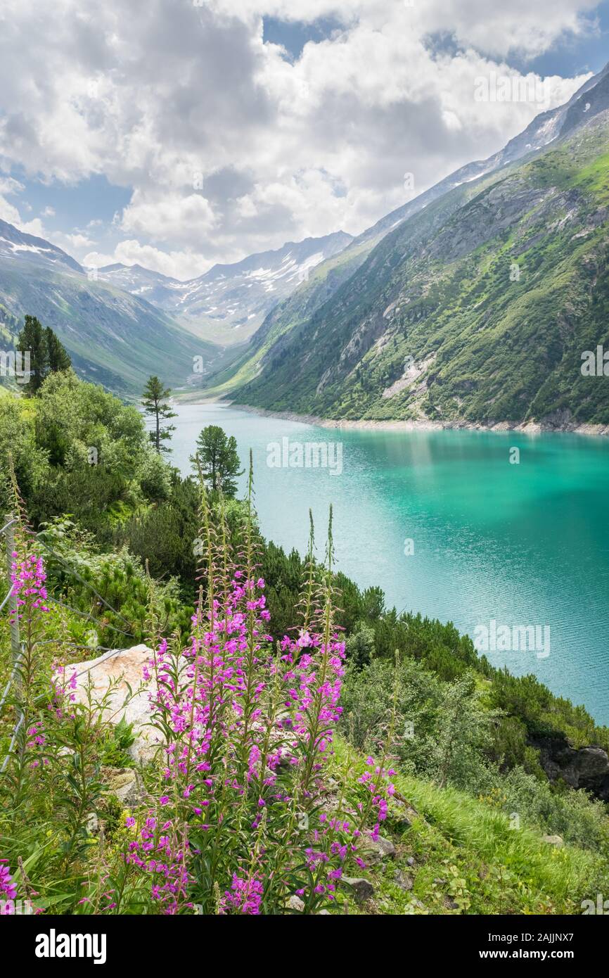 Turquoise Colored Lake In The Alps With Purple Flowers In The Foreground Stock Photo Alamy