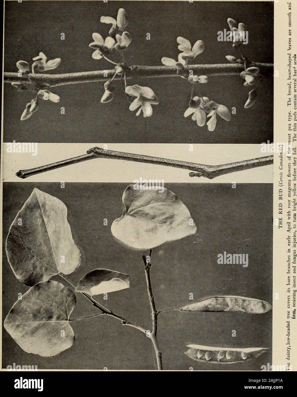 The tree book : A popular guide to a knowledge of the trees of North America and to their uses and cultivation . TO IMPORTANT GENERA AND SPECIES A. Foliage simple; flowers rosy, pea-like. i. Genus CERCIS, Linn. B. Leaves heart shaped. (C. Canadensis) redbud BB. Leaves kidney shaped. (C. Texensis) Texas redbud AA. Foliage compound. B. Leaves twice compound; flowers regular.C. Branches thorny; foliage fleecy. 2. Genus GLEDITSIA, Linn. D. Pods 12 to 18 inches long, pulpy, many-seeded. (G. triacanthos) honey locustDD. Pods 4 to 5 inches long, without pulp, many-seeded. (G. Texana) texan honey locu Stock Photo