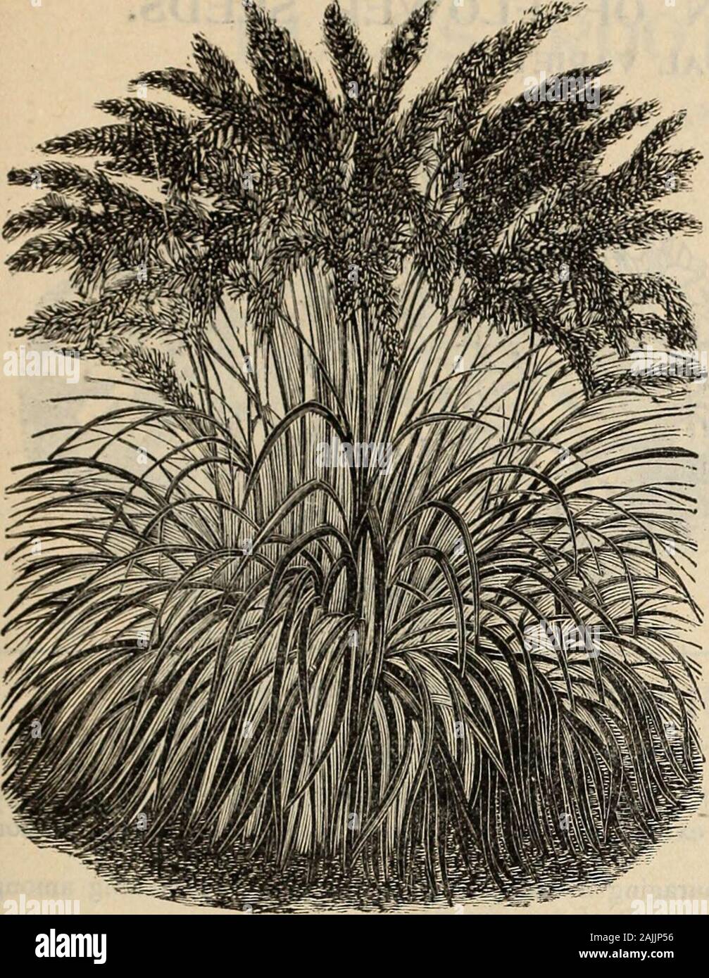 Farquhar's catalogue of seeds 1900 : plants, bulbs tools fertilizers, sundries . HORDEUM JUBATUM. R. & f. FARQUHAR & CO.S SEED CATALOGUE. 77. PENNISETUM RUPPELIANUM. No. Pkt. ORNAMENTAL GRASSES —Continued.8525 Hrodeum Jubatum; (Squirrel=Tail Grass,) Bushy panicles, excellent for bouquets, annual; height three feet • • ... .05 8530 Lagurus Ovatus. (Hares Tail Grass.) Hardyannual with downy silvery-grey tufts ; useful for driedflower work, one foot •..«....• 05 8532 Pennisetum Longistylum. An annual grass with large gracefully drooping heads, height two feet . . .05 8533 — Ruppelianum. This new Stock Photo