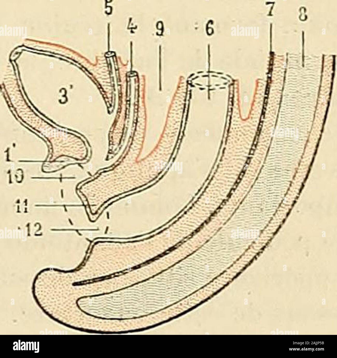 Traité d'anatomie humaine : anatomie descriptive, histologie, développement . Fig. 472. Développement du système uro-génital, coupe sagittale de lembryon {schématique). A et B, deux stades successifs. i. bouchon cloacal. — 1, lame urélhrale du même. — 2, cloaque intcrue. — 3, allantoide. — 3, vessie. — 4, canalde WolCr. — 5, uretère. — 6, intestin. — 7, qordc dorsale. — S, moelle. — 9, cavité péritonéale. — 10, sinus uro-génilal.— li, périnée. — 12, auus. au pédicule de lallantoïde, lautre postérieur qui est en rapport avec lintestin. Cecloisonnement peut se suivre aisément sur les figures 472 Stock Photo