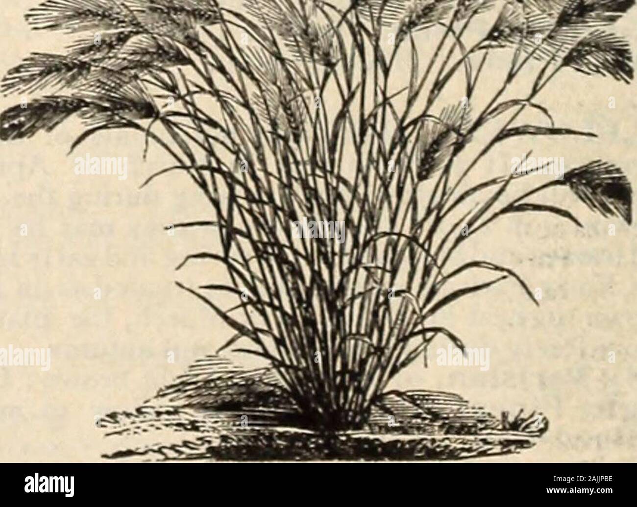 Farquhar's catalogue of seeds 1900 : plants, bulbs tools fertilizers, sundries . Annual, three feet 05 Erianthus Ravenna?. A hardy perennial Grass re-sembling the Pampas, with beautiful foliage and finesilvery plumes ; excellent for lawn specimens. Bloomsthe first year from seed if sown early. Height eight feet .10 Eragrostis Elegans. (Love Grass.) Elegant forbouquets and for use with Everlasting flowers; annual one foot • 05 Eulalia Japonica Foliis Vittatis. This is one ofour finest hardy perennial Grasses, with long gracefulleaves, dark green and white striped. It is one of themost beautiful Stock Photo