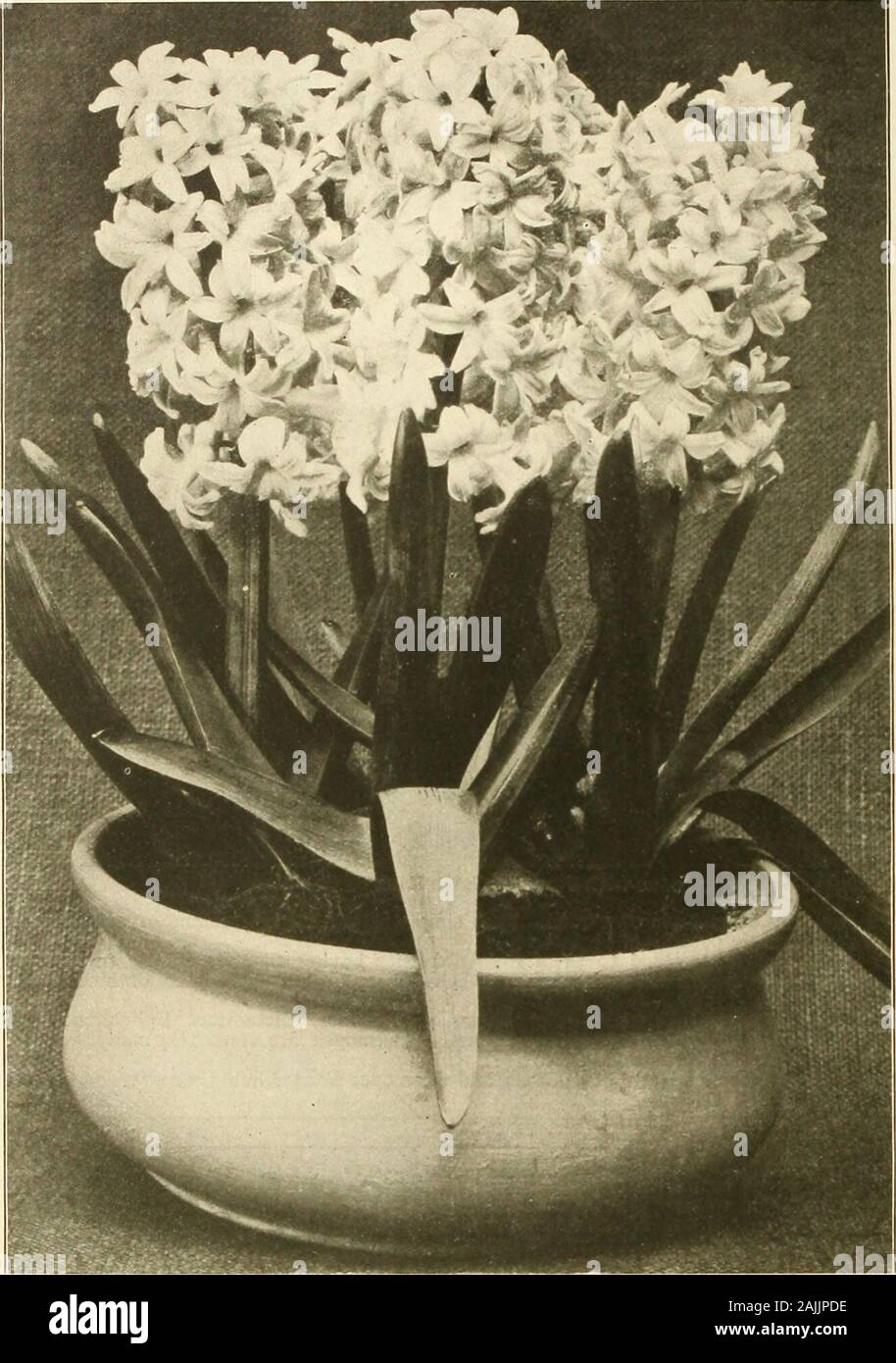 Farquhar's autumn catalogue : 1911 . English Woods Scilla Siberica. Blue Squill Single= Flowering Snowdrop ... Single Snowdrop. Elwes Giant Trillium Erectum Doz., $ .75 Trillium Erythrocarpum .... Doz.. Si.00Trillium Qrandiflorum. Giant American Wood LilyWinter Aconite. Golden Yellow, earliest spring flower .00005°2500 7550•25.00 ?SO . 00 25, 00.00.00 *25.00 12 . 008.5025.0022 . 0010.00 10.008.50 15 .0012 .00 10 . 0014 .00 S.oo0. 00 six of a Kind Sold at Dozen Rates; 25 at 100 Rate*; 250 at 1,000 Rate*. R. &- J. FAKQUHAR €r CO., BOSTON. CULTURE OF HYACINTHS.. Hyacinths Rowing In Fibre.The sing Stock Photo