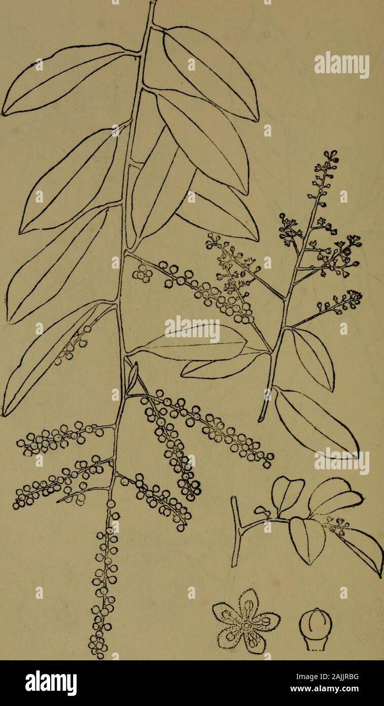 The flora of the Nilgiri and Pulney Hill-tops . 410 MYRSINE^. D, R. Fyson del. EMBELIA RIBES Burm. iNat. MYRSINE/E 411 Stock Photo