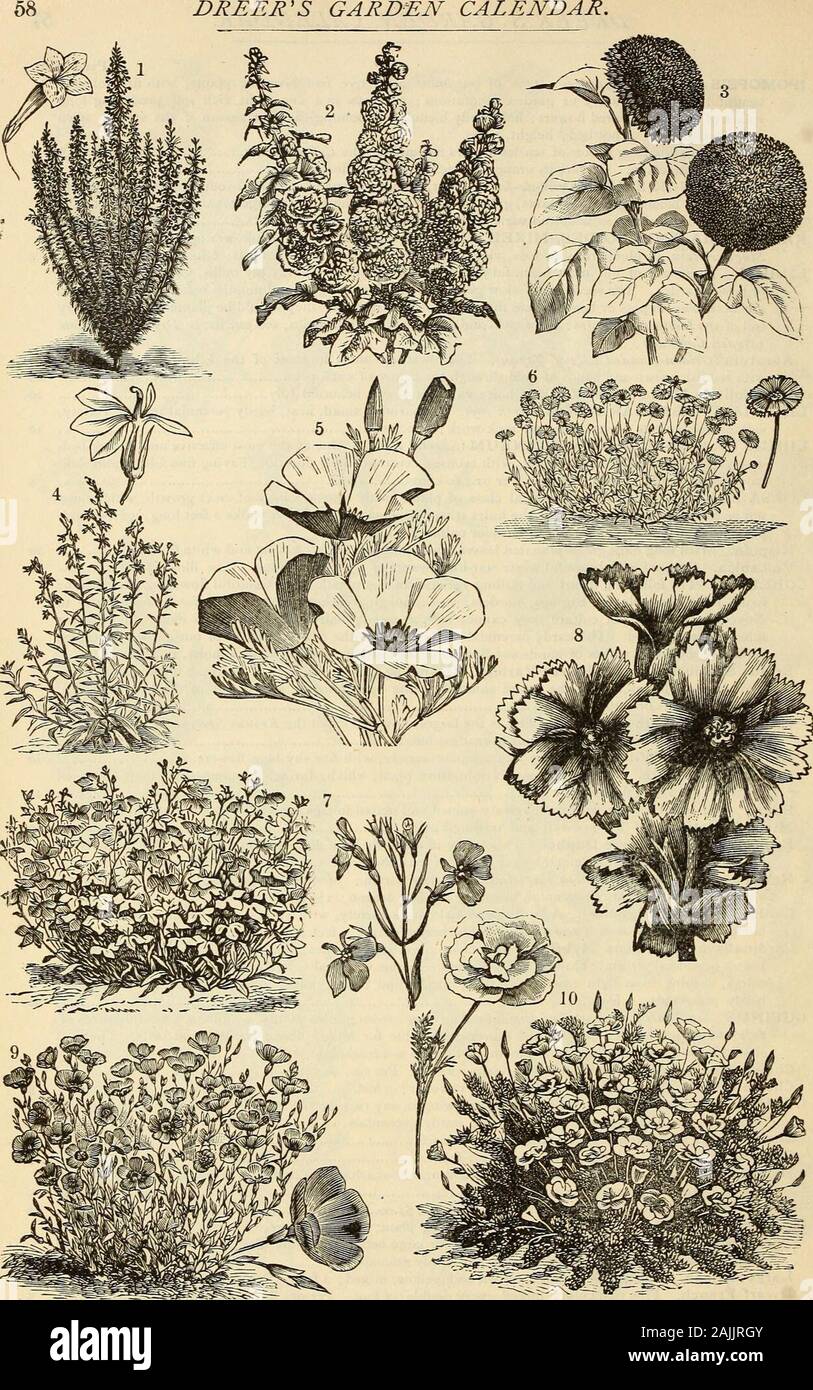 Dreer's garden calendar : 1884 . perennials. Chalcedonica Coccinea. Fine scarlet flowers : 2 feet . 5 ChalcedoTica Alba. Showy white flowers ; 2 feet 5 Hybrida Haageana, Mixed. Beautiful brilliant orange-scarlet, light and dark crimson, and white-flaked flowers ; free-flowering; i foot - 10 Choice Mixed. Of all colors and varieties. Per oz.,$i.oo S MARIGOLD {TagetCs). A well-known free-flowering plant, of easy culture, with rich and beautiful varieddouble-colored flowers. The African are best for large beds; while the French are adapted for smallbeds or as a foreground for taller plants ; half Stock Photo