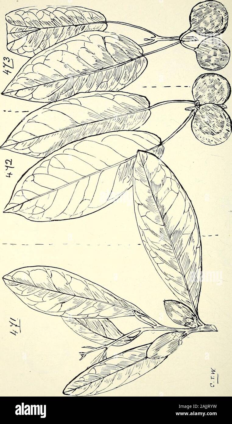 Comprehensive catalogue of Queensland plants, both indigenous and naturalised To which are added, where known, the aboriginal and other vernacular names; with numerous illustrations, and copious notes on the properties, features, &c., of the plants . 484 CXVIII. BALANOPSE.E.—CXIX. URTICACE.E.. oq CXTX. URTICACE^. 485 Trema, Lour.—All the Queensland species considered injurious tostock.aspera, Bluine.—Peach-leaved Poison-tree. A pretty varie-gated form of this plant is sometimes met with.var. viridis, Benth.orientalis, Bluiiic.—A charcoal tree of India; wood resembles Red Cedar,amboinensis, Blu Stock Photo