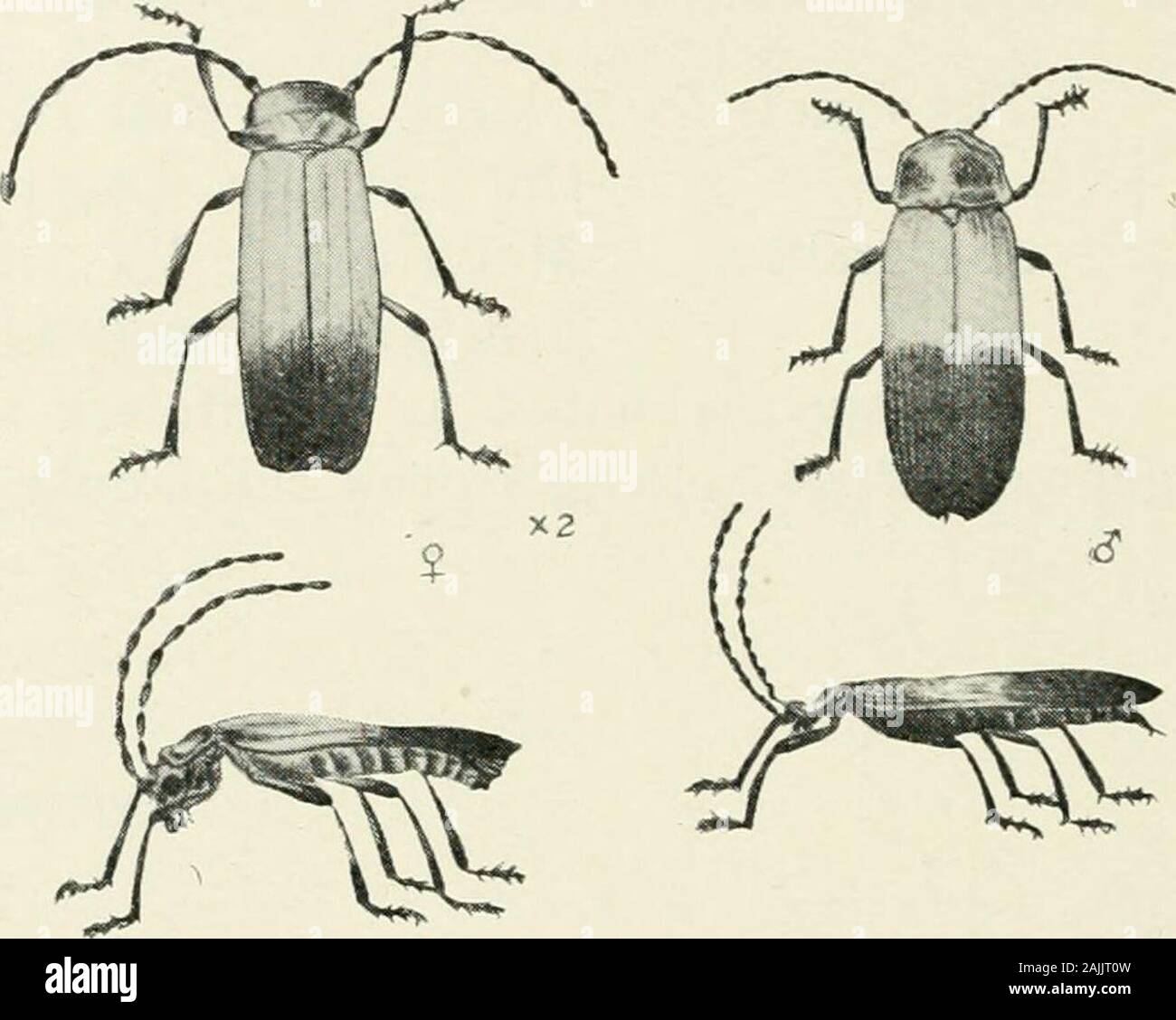 Pooran Insect Image Indian forest insects of economic importance Coleoptera . brown on head ...