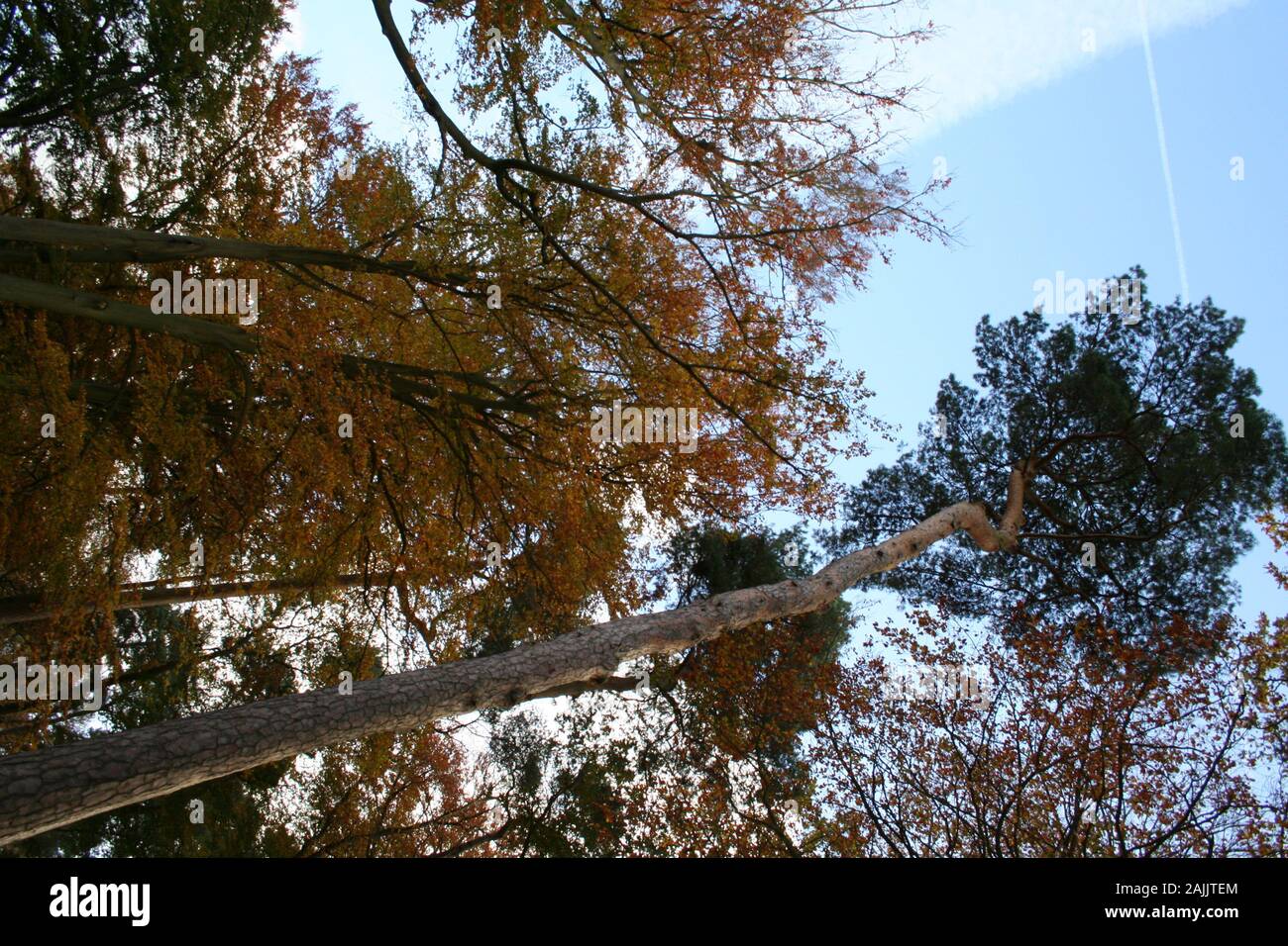 Looking up into a canopy of various trees, deciduous & pine, coper colours and sky in background Stock Photo