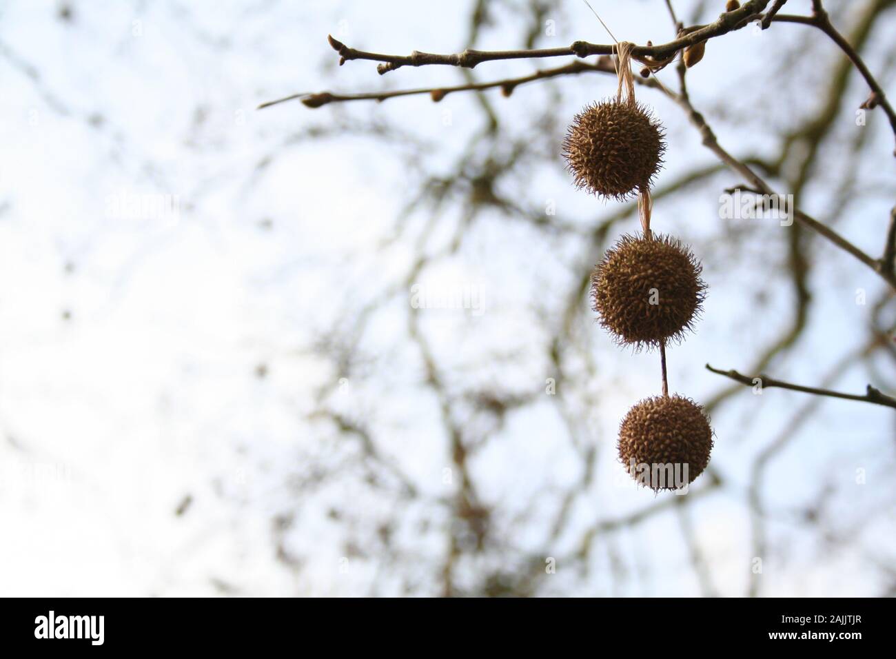 Round Ball Shaped Spiky Seed Heads Of The American Sycamore Platanus
