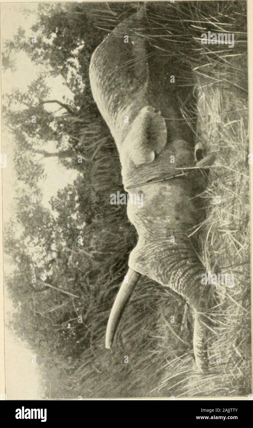 From the Congo to the Niger and the Nile : an account of The German Central African expedition of 1910-1911 . 82. Rejaf on the White Nile.. TOWARDS THE NILE 69 and climbed the tree. I caught sight of Abderahmanstanding almost on the same spot where I had left himat the critical moment. I felt a little ashamed of mycowardice as I returned to his side, and learned whathad occurred. Abderahman had realized immediately that the firstelephant was mortally wounded, and consequentlypaid little heed to his impetuous onslaught. Heturned his attention to the second uninjured bull,which likewise charged Stock Photo