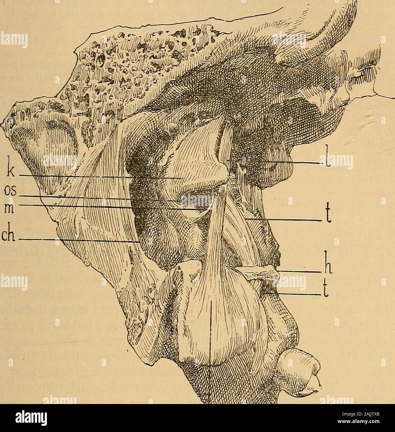 A text-book of the diseases of the ear for students and practitioners . uced by the levator andtensor palati muscles, which extend from the Eustachian tube to the softpalate. The levator veli palatini (petro-salpmgo-staphylmus, Fig. 46, I) arisesfrom the inferior surface of the petrous bone bordering on the carotid canal.Its rounded belly runs parallel to the Eustachian tube, is closely applied * Compare v. Troltsch, Arch. f. Ohrenheilk., vol. ii., and Moos, Arch,f. Augen. und Ohrenheilk., vol. i. THE MUSCLES OF THE EUSTACHIAN TUBE 45 to the membranous. portion (Fig. 46, Z), which forms the fl Stock Photo