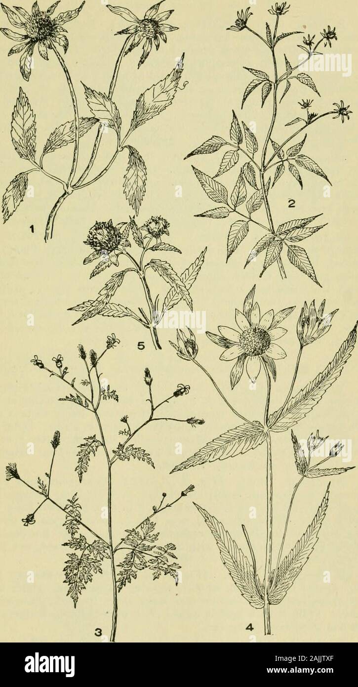 An illustrated guide to the flowering plants of the middle Atlantic and New England states (excepting the grasses and sedges) the descriptive text written in familiar language . tary. Involucre bracts in 2 series, the outer leafy and larger than theinner; receptacle fiat, chafly, but the chafl falling witli the fruit. Rays,when present, not fertile, in our species always yellow; disk flowers bear-ing stamens and pistils ])roducing fruit. Fruit with 2 or more rigid awnswhich are bearded downward. Rays developed, mostly conspicuous.Leaves simple, lance-sliapcd. Head with niodcratdy rounded disk Stock Photo