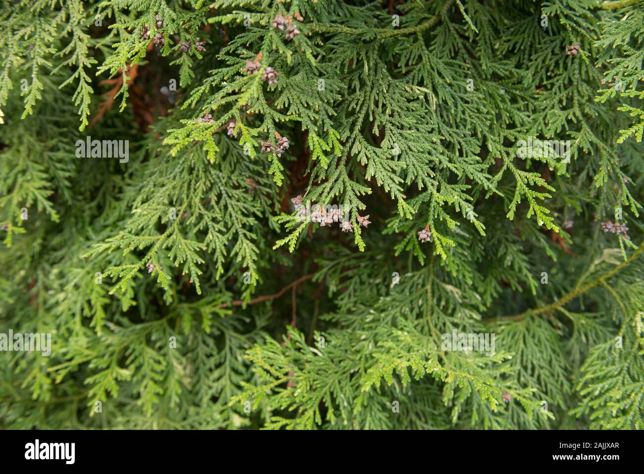 Autumn Foliage of a Variegated Evergreen Hatchet Leaved Arbor-Vitae or Hiba Tree (Thujopsis dolabrata 'Variegata') in a Garden in Devon, England, UK Stock Photo