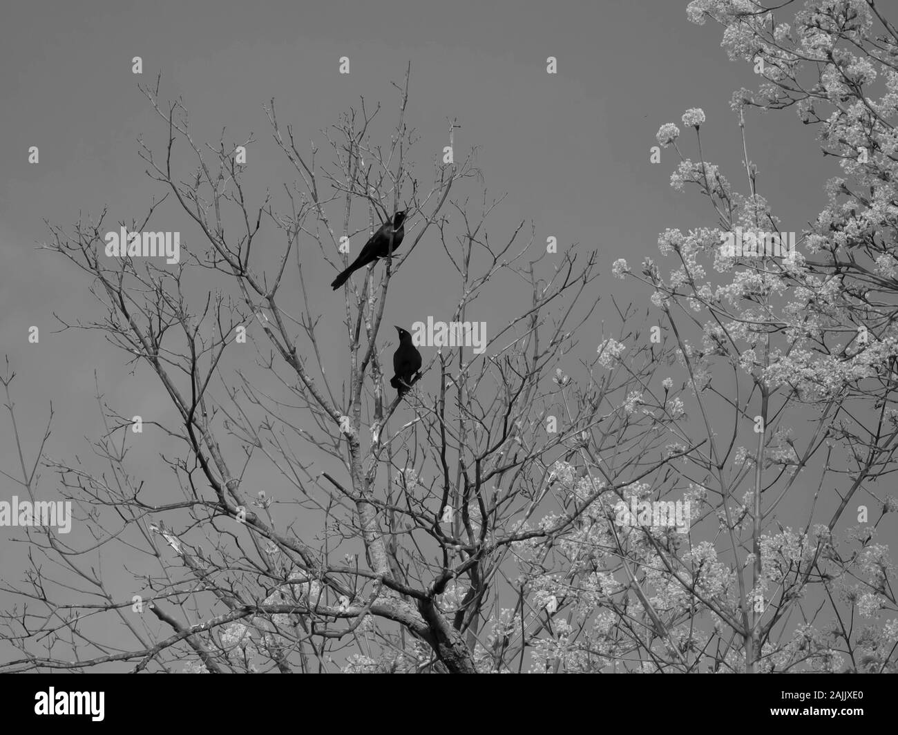 Black and White Photo of Two Black Crows Perched on Tree Branches Stock Photo