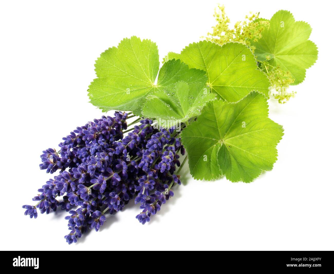 Ladys Mantle Leaves and Lavender on white Background Stock Photo