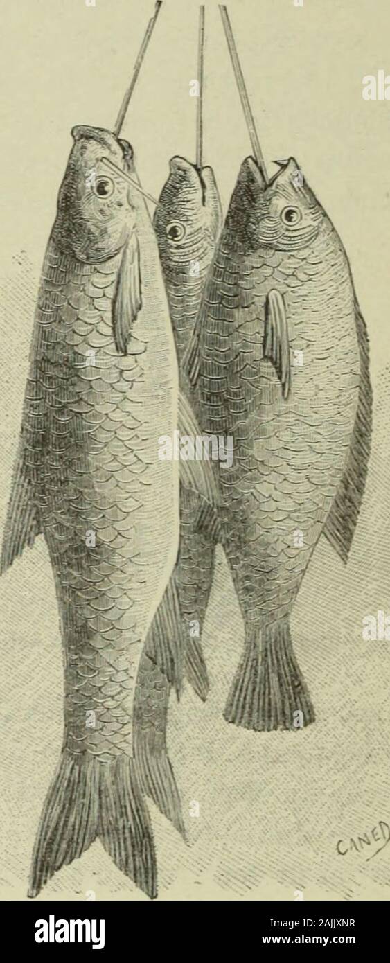 Au Kilima-Ndjaro . « Fig. 39. — Coquilles du lac Dyipé (grandeur naturelle). prendre leau du lac. Cest à ces endroits un liquide épais, boueux, vert et dégoûtant. Pour ne pas labsorber tel, nous en remplissons un seau, nous y mettons une forte pincée dalun pulvérisé et après avoir agité le tout avec un bâton, les détritus de tout genre ne tardent pas à se précipiter; de sorte que, à la grande admiration de nos porteurs qui ne comprennent rien à ce sortilège, nous pouvons boire de leau claire. Aux voyageurs africains et autres qui manqueraient de iiltrc perfectionné jose, en passant, recommande Stock Photo