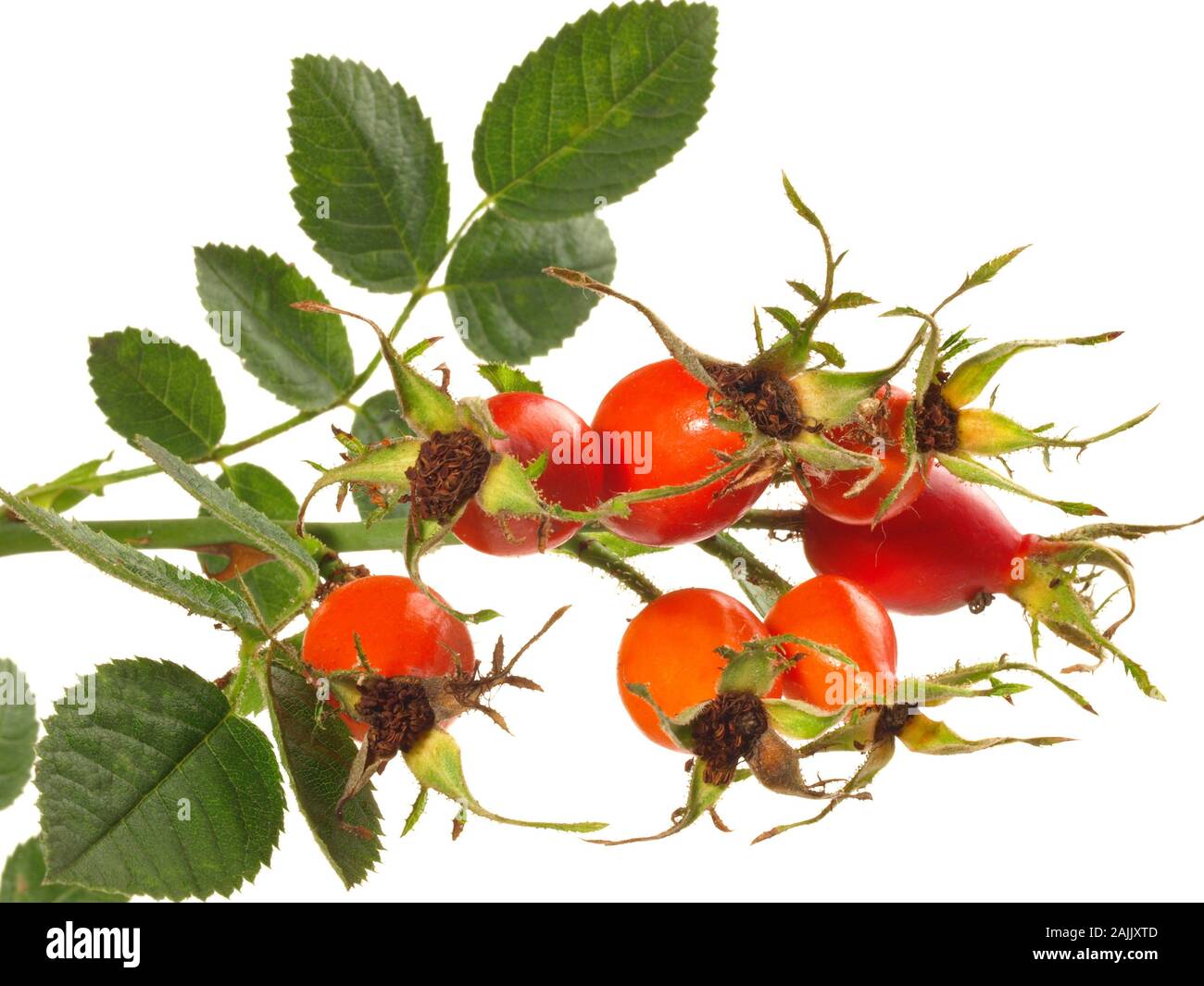 Fresh Rosehip  on white Background Stock Photo