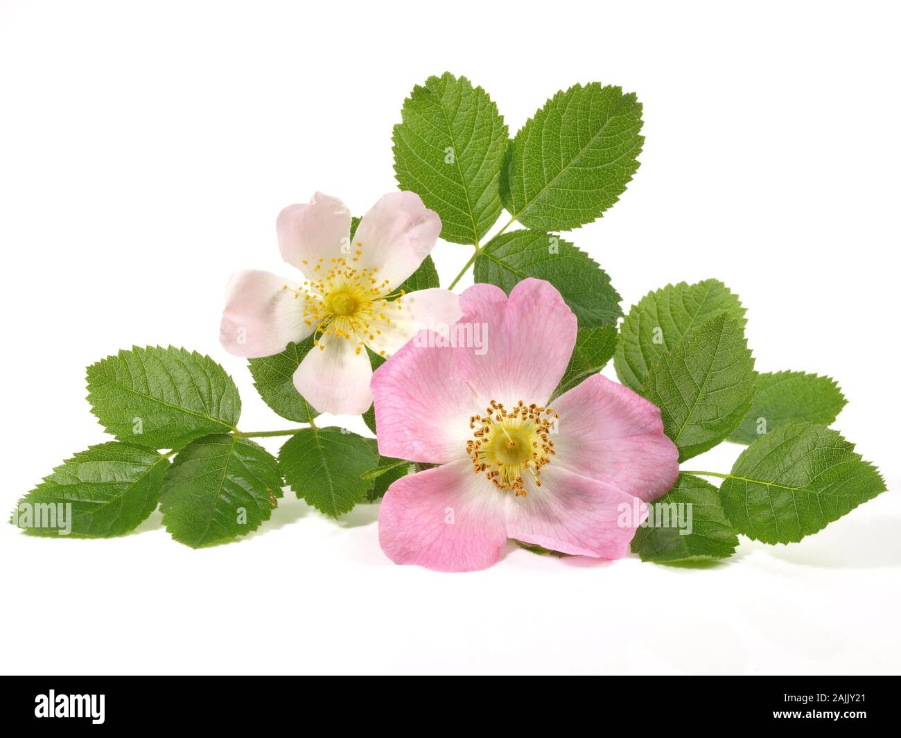 Fresh Rosehip Blossom - Healthy Nutrition on white Background Stock Photo