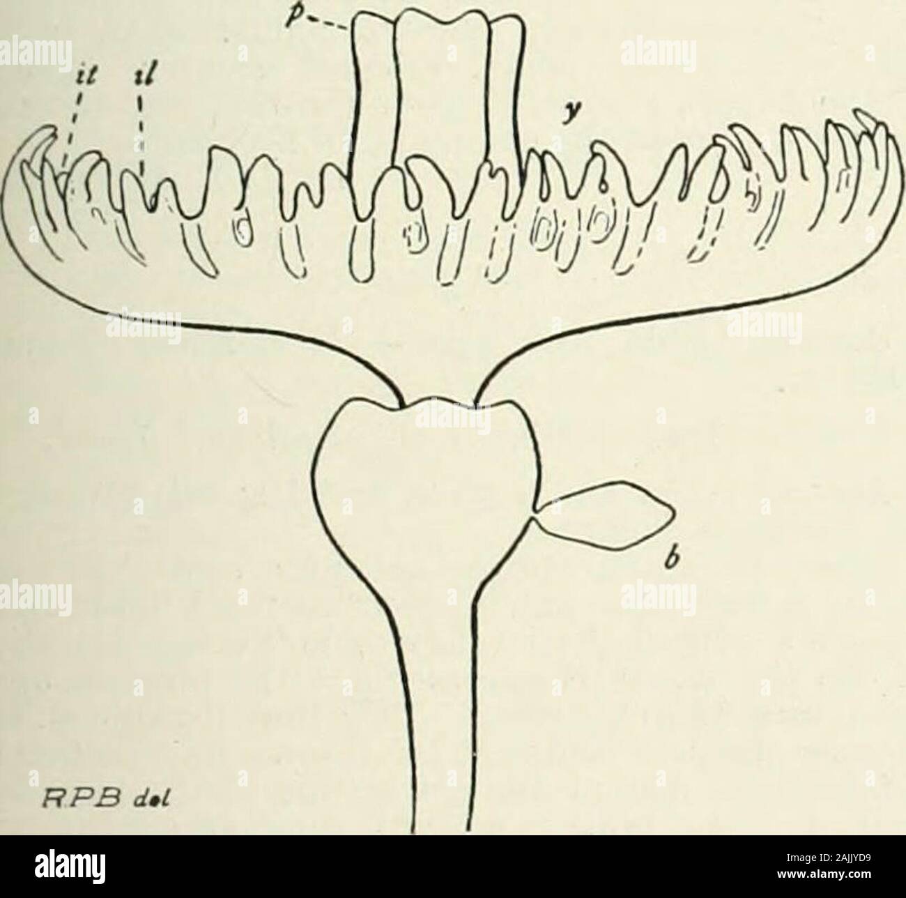 A Reference Handbook Of The Medical Sciences Embracing The Entire Range Of Scientific And Practical Medicine And Allied Science Fig 1167 Two Specimen Of Hydra Magnified One Con Tracted The Other In A,Independence Day Easy Flag Drawing For Kids