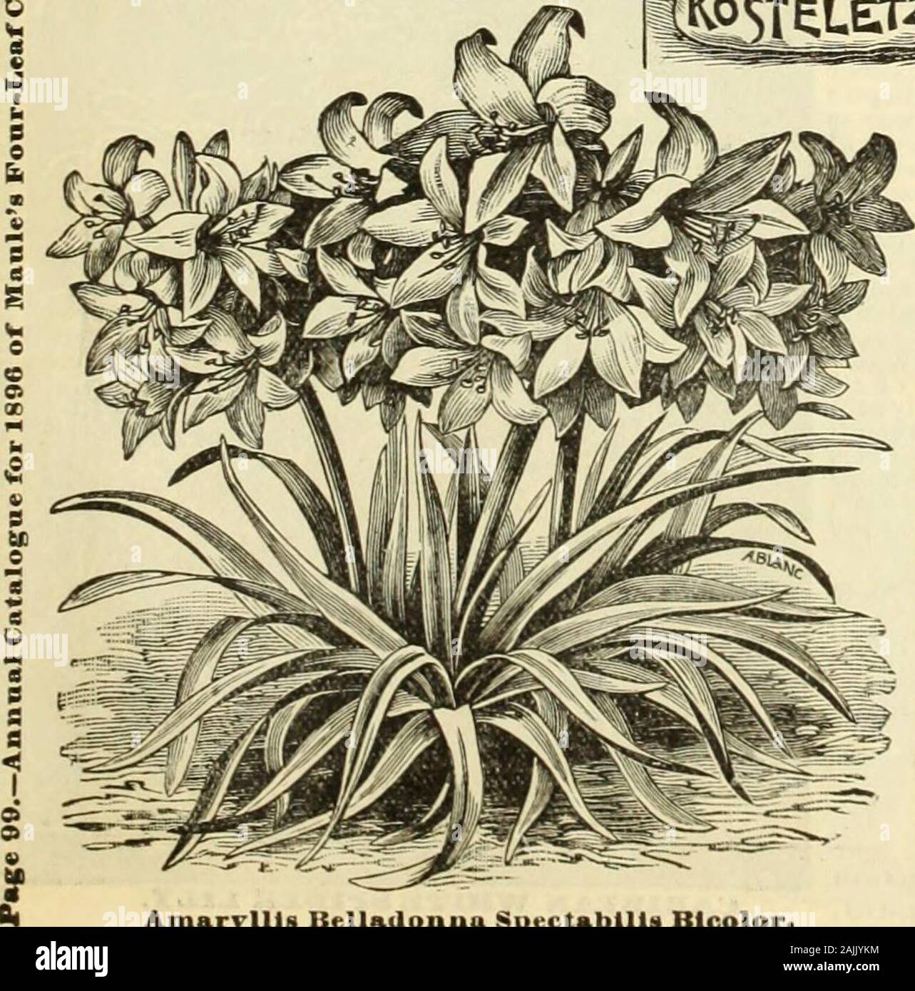Maule's seed catalogue : 1896 . In almost anykind of soil, but prefer one that is richand moist and in an open situation. Theflowers are excellent to cut. They are ro-bust growers, and flourish in any garden.15 cents each; 4 for 50 cents; 31.25 per doz. AMARYLLIS BELLADONNASPECTABILIS BICOLOR. The finest of all the Belladonna Ijilies,its handsome and showy flowers beinglarger than tiiose of the ordinary species.The color of the flowers is white, a delicatecarnation at the base, and rose toward theupper part, striped or marbled in brightcarmine. The large umbels of this mag-nificent Amaryllis a Stock Photo
