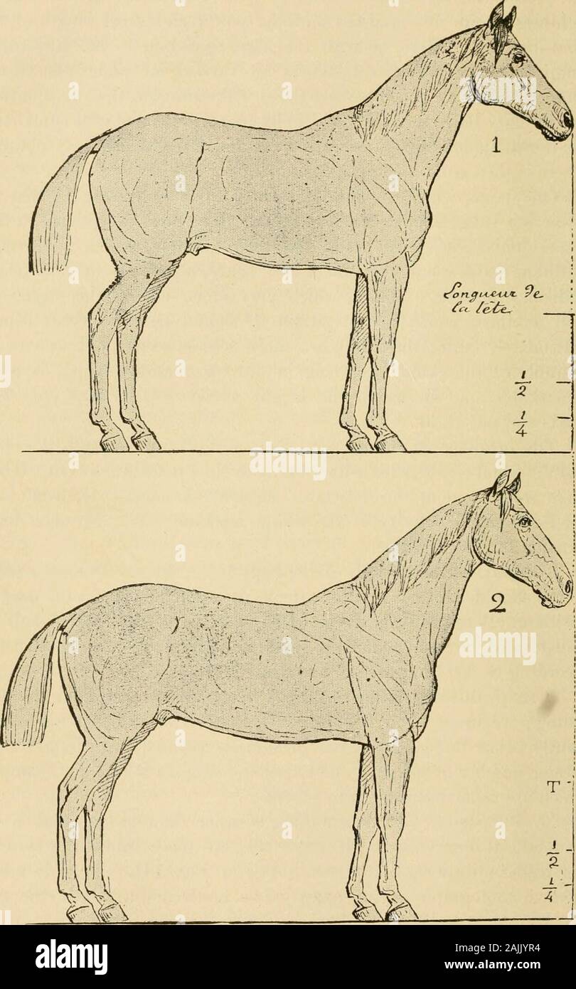The exterior of the horse . nimal being in the normalposition. Bourgelat  rightly assigned to it two heads and a half inwell-formed horses. Our best  types nowadays are still constructedaccording; to these