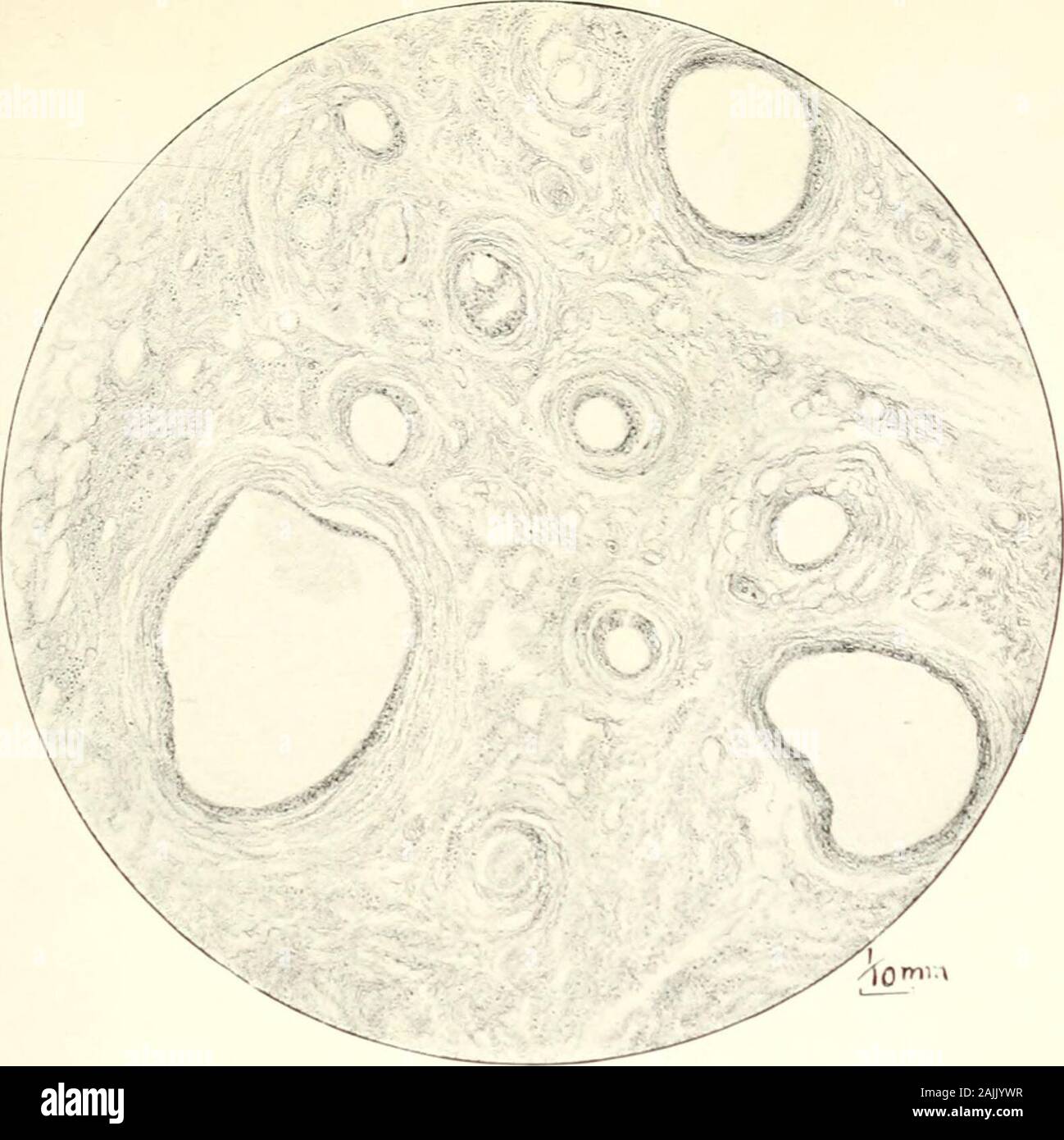 bán pebble time round