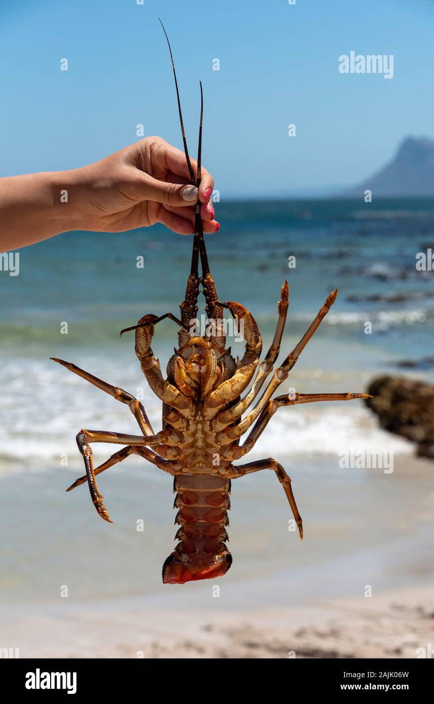 Holding a crayfish hires stock photography and images Alamy