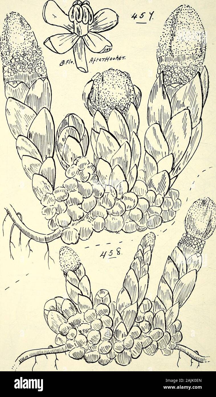 Comprehensive catalogue of Queensland plants, both indigenous and naturalised To which are added, where known, the aboriginal and other vernacular names; with numerous illustrations, and copious notes on the properties, features, &c., of the plants . 468 CXVI. BALANOPHORE^. ^0ksteal. c -r-cts: 457. Balanophora fungosa, Forst. 458. B. fungosa, Forst., forma extratropica, Bail CXV. SANTALACE^E. 469 Viscum—contd. articulatum, Burin.—Jointed Mistletoe. This, Sir J. D.Hooker says, in Fl. Brit. Ind., is rather V. japonicum,Tliunb. (Fig. 452.)australe. Bail., Ql. Agric. Jl. xxvi. (1911) 199. (Fig. 45 Stock Photo