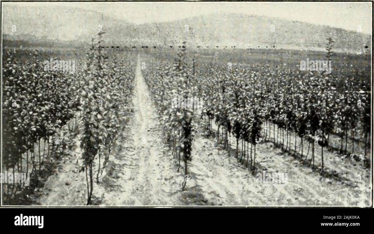 Wholesale Price List Fall 1919 And Spring 1920 It The Apricots Snapped July 15th Wholesale Price List 5 Lliii Iiii I Iiiiiilllllllliiilililliili Iiiiiiiiiilliliiililllllii Niliili Iiliiiliillii Iililili Ii In A Block Of Fine 2 Year Pear