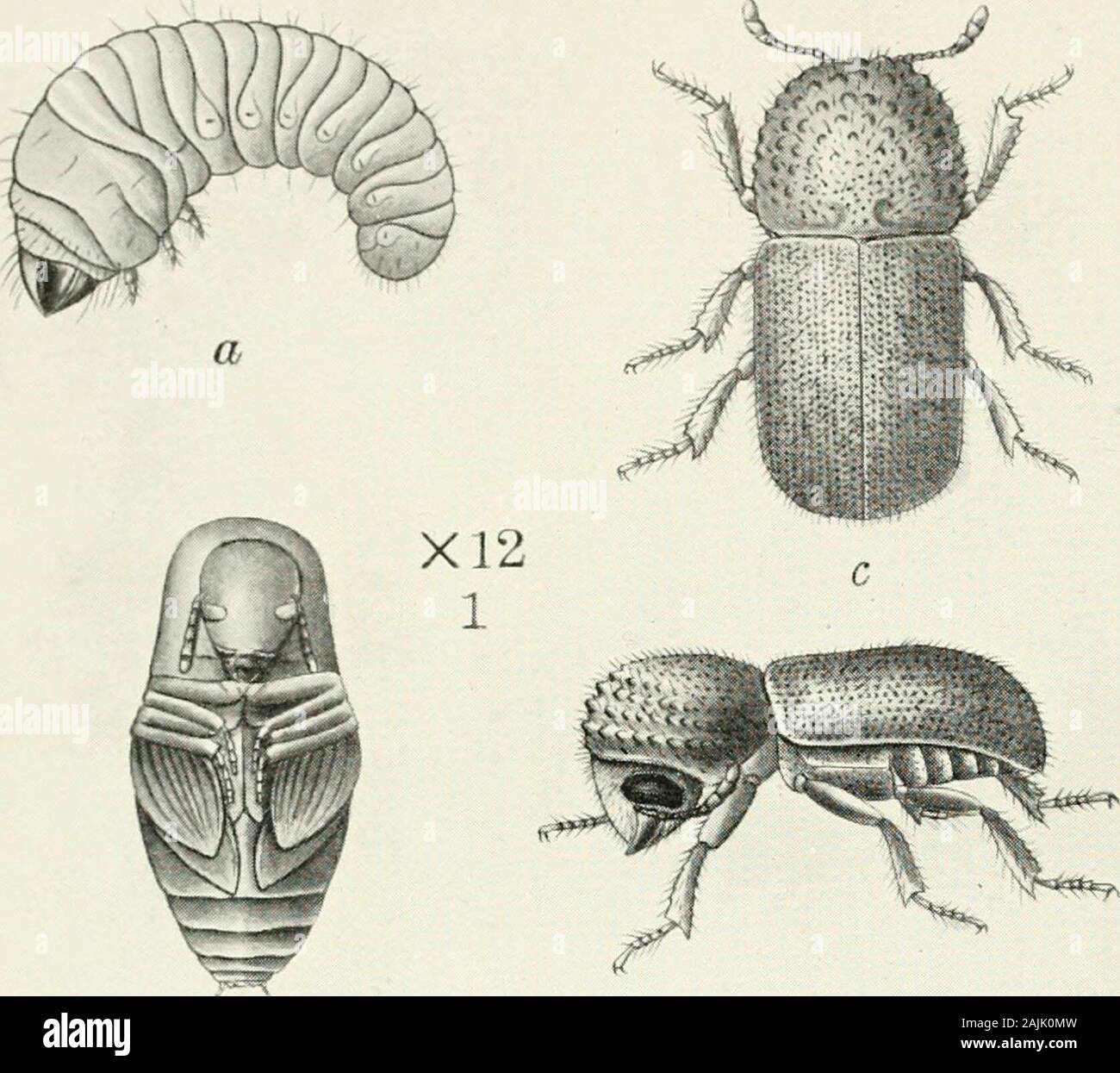 Indian forest insects of economic importance Coleoptera . V Tarsostenus univittatus, Rossi (p. 188) Elongate, narrow, rather flat. Black, shining; elytra crossed just above the middle by a trans-verse half-moon shaped band which does not Predaceous Insects. quite reach suture. Head finely punctate. Pro-thorax rather flat, impressed medianly, the punc-FlG. 91. tures lar&er tnan on head, but rather scattered. Elytra with sides parallel, Tarsostenus uiii- Apices separately rounded, pygidium exposed ; the basal half impressed^•vittatus, Rossi, with rather deep punctures arranged in longitudinal pa Stock Photo