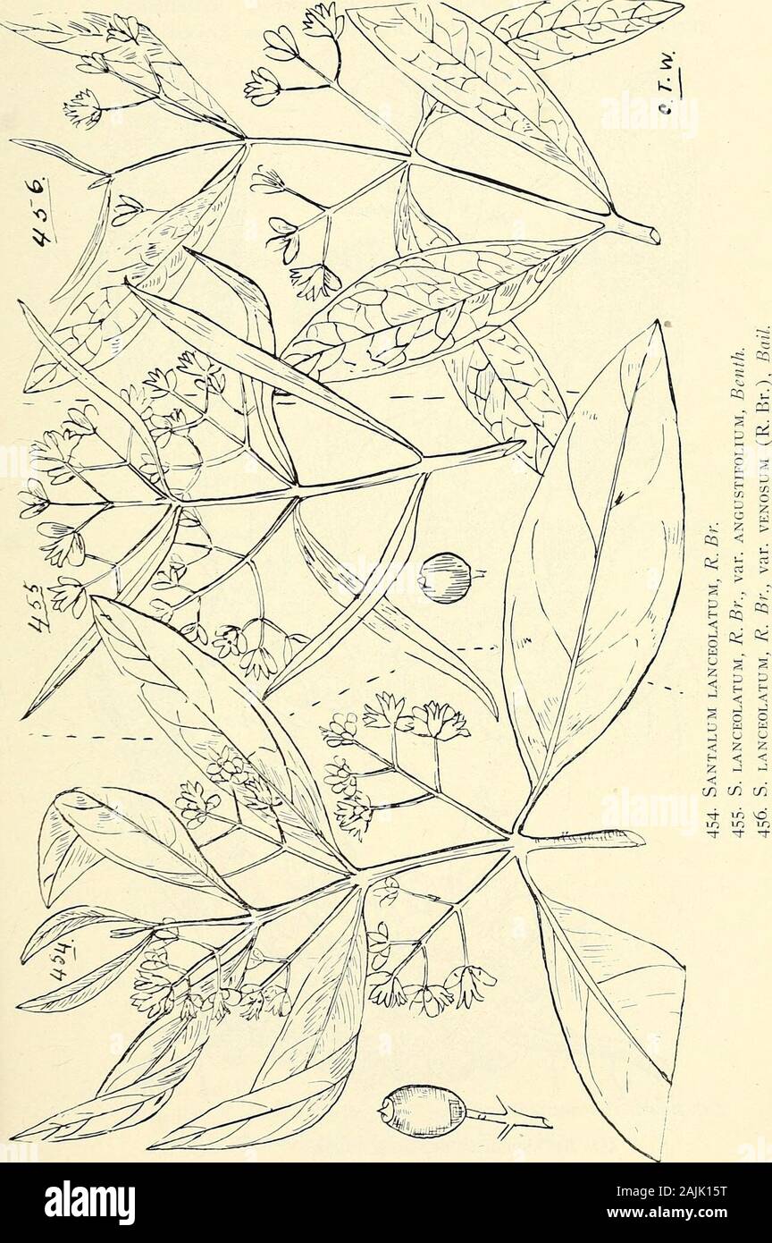 Comprehensive catalogue of Queensland plants, both indigenous and naturalised To which are added, where known, the aboriginal and other vernacular names; with numerous illustrations, and copious notes on the properties, features, &c., of the plants . &gt; N^ &gt; CXV. SANTALACE.E. 467. 468 CXVI. BALANOPHORE^. ^0ksteal Stock Photo