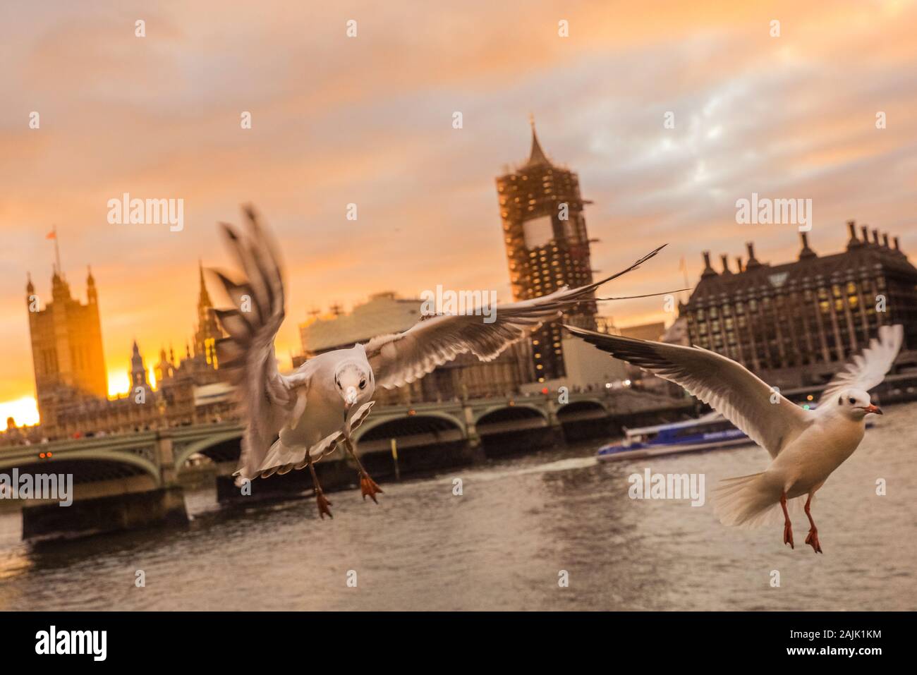 Westminster, London, 4th Jan 2020. A flock of cheeky seagulls are photo bombing a photographer's shots of the Westminster sunset as they flutter around and hover in shot, just across from the Houses of Parliament on the River Thames. Stock Photo