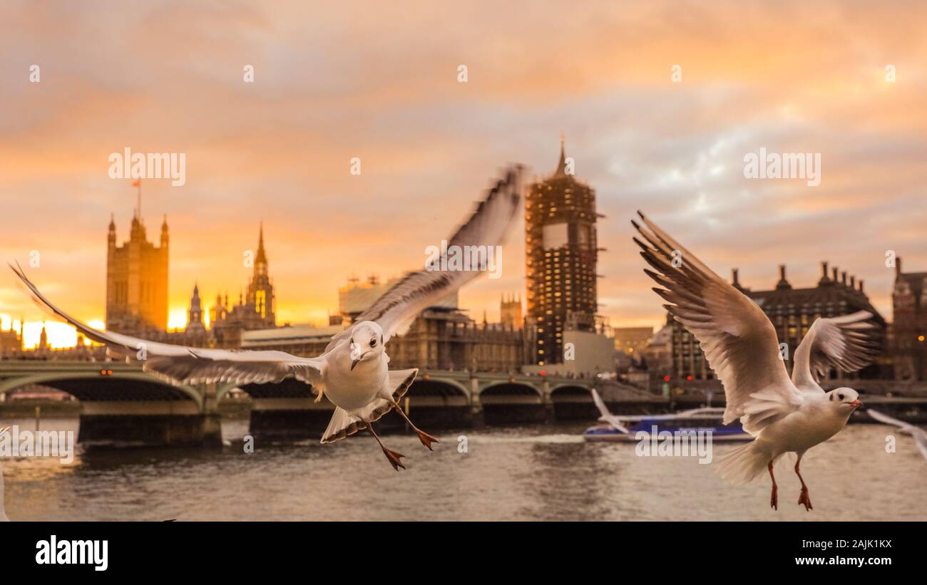 Westminster, London, 4th Jan 2020. A flock of cheeky seagulls are photo bombing a photographer's shots of the Westminster sunset as they flutter around and hover in shot, just across from the Houses of Parliament on the River Thames. Stock Photo