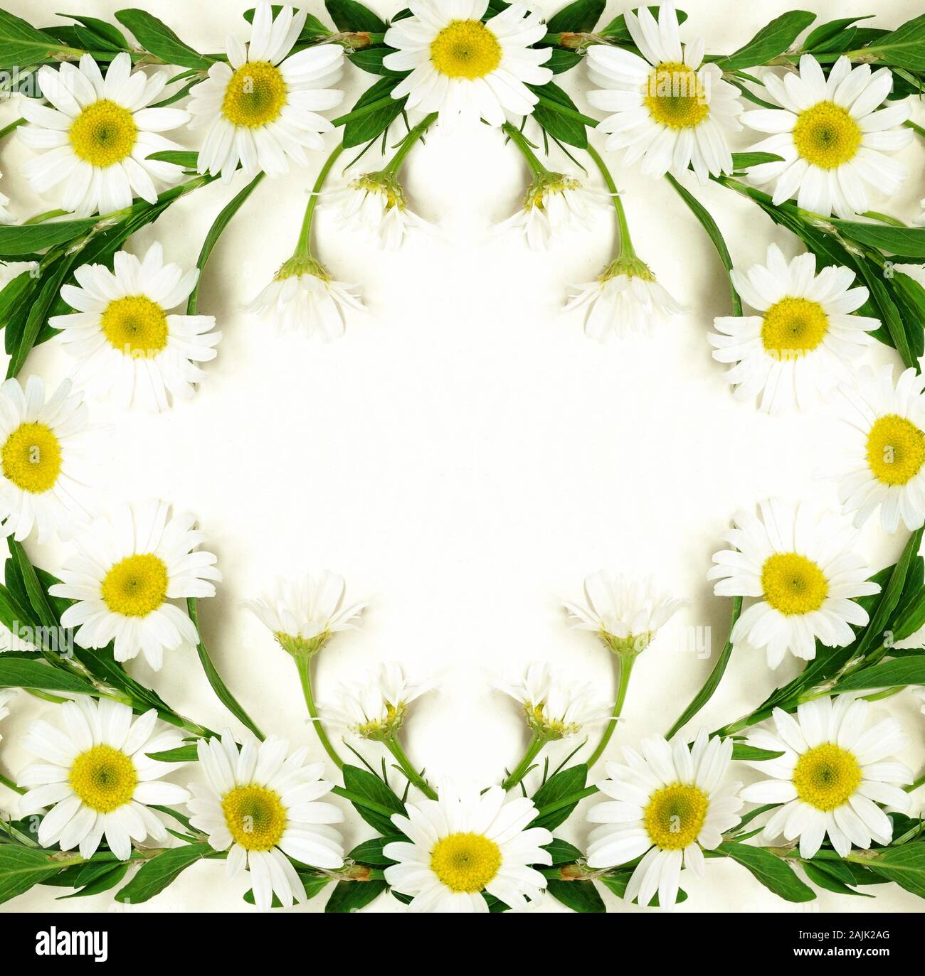 Daisy flowers frame on white background. Flat lay. Top view Stock Photo ...