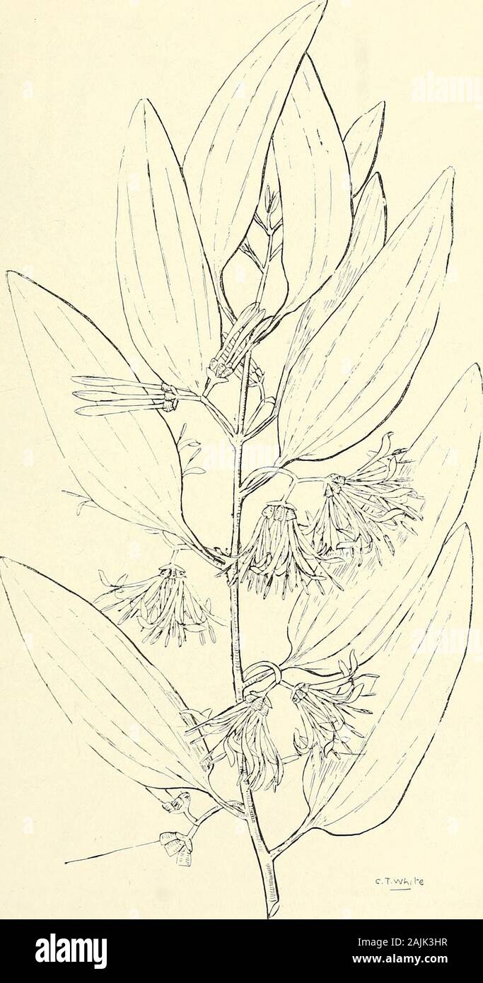 Comprehensive catalogue of Queensland plants, both indigenous and naturalised To which are added, where known, the aboriginal and other vernacular names; with numerous illustrations, and copious notes on the properties, features, &c., of the plants . OCtiit ^-re-rr Leaf 447. Eljeagnus latifolia, Linn CXLV. LORANTHACEiE. 448 403. 448. Loranthus Quandang, Lindl., var. Bancroftii, Bail. n. var. 464 CXIV. LORANTHACE.E.448 bis Stock Photo