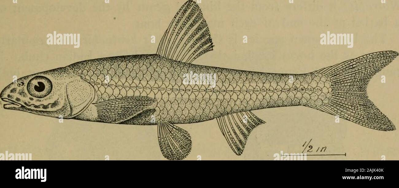 Notropis hires stock photography and images Alamy