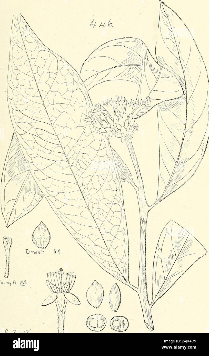 Comprehensive catalogue of Queensland plants, both indigenous and naturalised To which are added, where known, the aboriginal and other vernacular names; with numerous illustrations, and copious notes on the properties, features, &c., of the plants . pon which you place the fruit. Anthers versatile, oblong; petals free. celastroides, Sieb.myrtifolius, A. Cunn.Bidwillii, Benth. Anthers adnate, linear; petals united by the middleor higher up.longiilorus, Desr.—The bark of this parasite is said to contain 10 per cent, of tannin.Beauverdiana, Bail., Ql. Agric. Jl. xxi. 294 = L. tcnuifolius, Bail., Stock Photo
