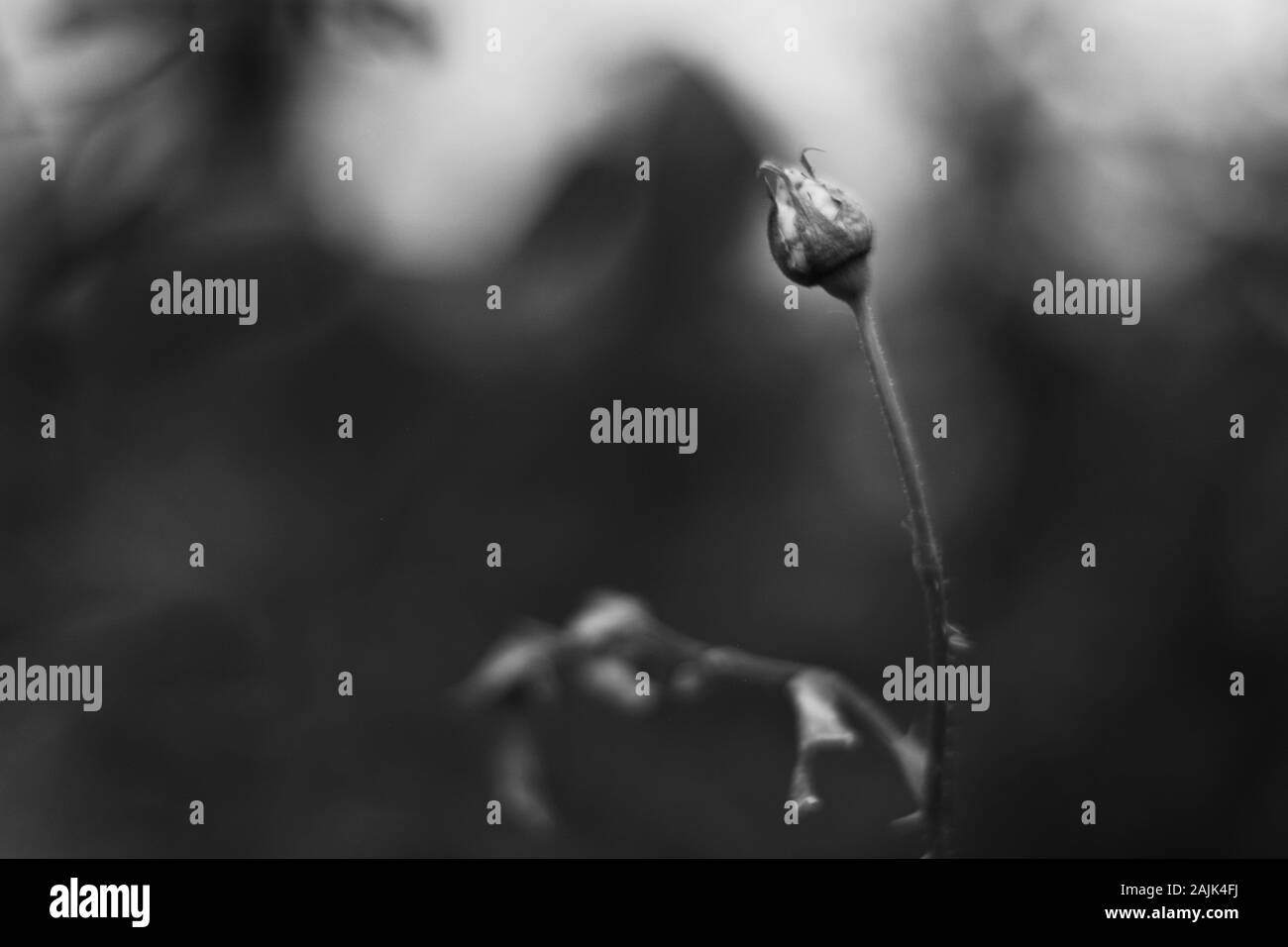 Black and white photo of bloom Stock Photo - Alamy