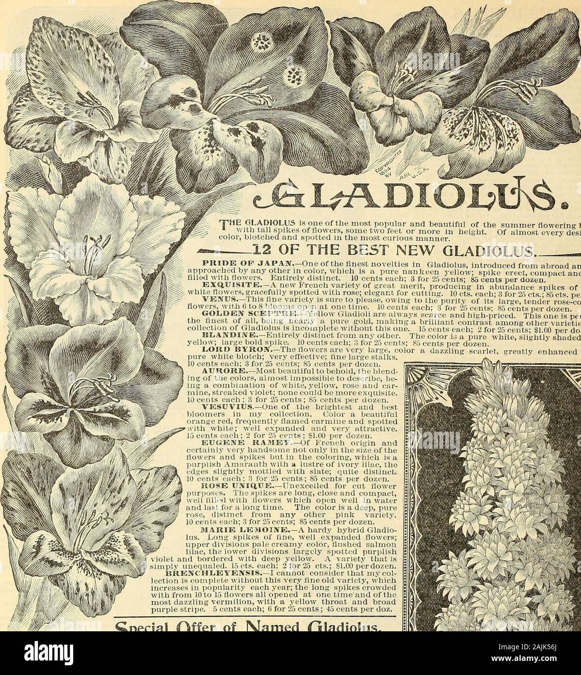 Maule's seed catalogue : 1896 . uted&gt;over various portions of the petals, flower of perfect form. PAUL OF PAISLEY.—Rich, light lilac purple with a velvetyhue, flower perfect in form and a constant bloomer. DIANA.—.Satiny white, softly blending to shell pink, uniquely tipped with reddish pink, handsome full flower. Any of the above I^arge Flowering or Show Dahlias, iO cents each; 3 for .id cents; Si.50 per dozen. Or I « lit send one strong root of each of the Ii varieties fur only St.50, postpaid. FOR ONLY $3.00, POSTPAID. I will send one strong- root of each of the 27 Dahliasdescribed above Stock Photo