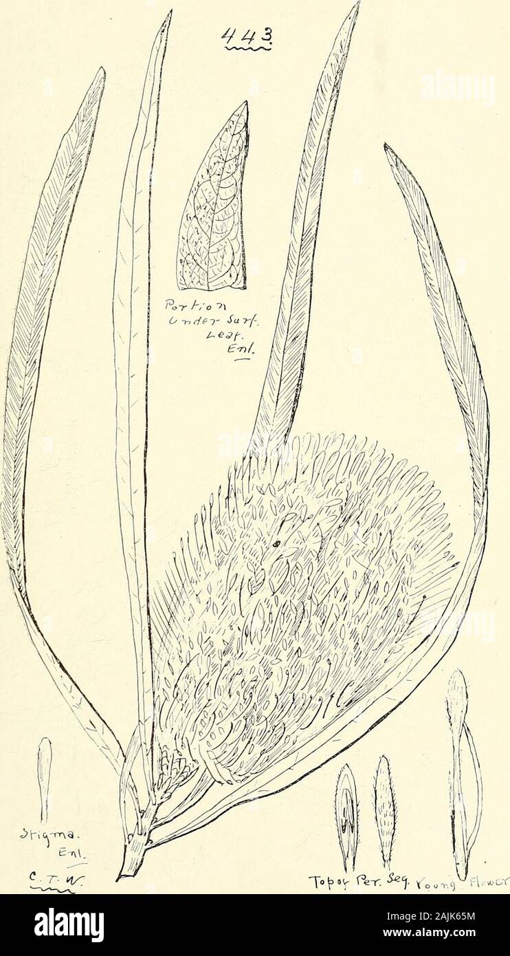 Comprehensive catalogue of Queensland plants, both indigenous and naturalised To which are added, where known, the aboriginal and other vernacular names; with numerous illustrations, and copious notes on the properties, features, &c., of the plants . 442. Stenocarpus Cunninghamil, R. Br. (a) — (d) Flower in various stages, (e) top of perianth segment with anther,(f) stigma, (g) pistil, (gl) gland, (a) — (d) nat. size; (e)—(g) enl. CXI. PROTEACE^. 457. Tof^ Per. S*1 Voor.c, 443. Banksia integrifolia, Linn, f., var. compar, Bail. (B. compar, R. Br.)- 458 CXII. THYMEL^ACE^. Stock Photo