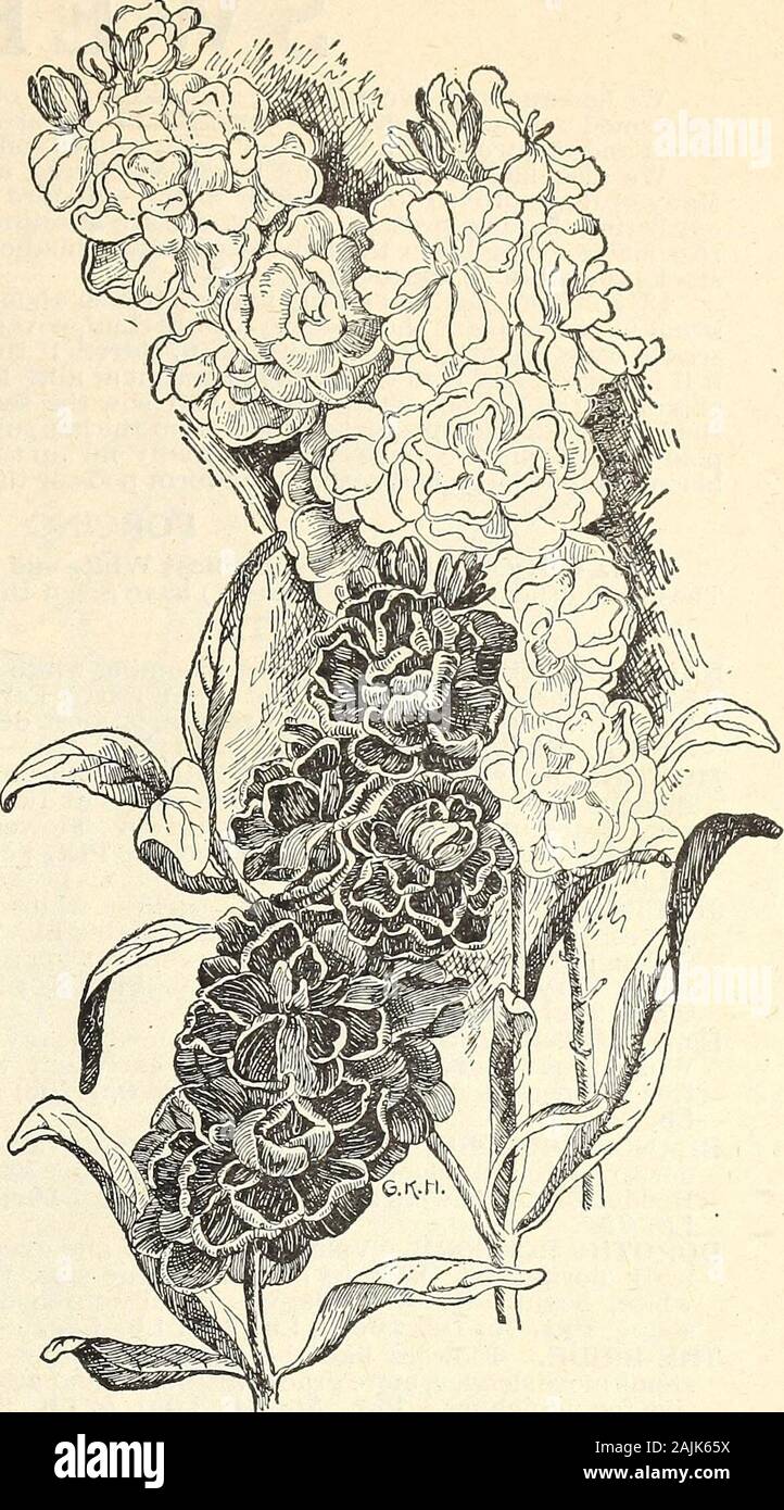 Seed annual 1908 . Stock Solanum Pseudo Capsicum Nanum. Ornamental fruit bear-ing plants, useful for conservatory or drawingroom decoration. The foliage is handsome andcontrasts finely with the miniature, Iound, scarletfruit with which the plant is covered. Tender per-ennial; about one and a half feet high..Pkt. 10c. STIPA PENNATA—(See Feather Grass). Sunflower (Helianthus). These stately, old fashioned flowerswith the newer improved varieties are coming intospecial favor as a background for lawns and in frontof high fences. Valuable also as a screen to hideunsightly places and sometimes used Stock Photo