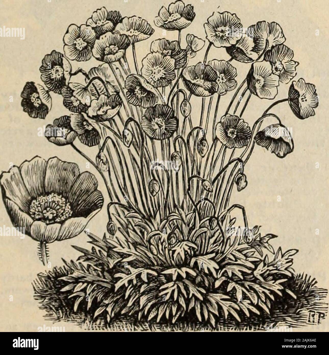 Farquhar's catalogue of seeds 1900 : plants, bulbs tools fertilizers, sundries . al. Two ft. .05 PAPAVER, OR POPPY, Perennial Varieties. • Showy hardy perennials with brilliant flowers suitablefor borders and clumps among shrubs. The IcelandPoppy (P. Nudicaule) will bloom the first season ifsown early. All the perennial varieties may be sownin July or August to bloom the following summer.6215 Collection of Six Perennial Varieties. All hardy .306220 Alpinum. (Alpine Poppy.) Finest Mixed.Charming dwarf Poppies with brilliant flowers of manycolors, including pure white, yellow, orange, rose and s Stock Photo