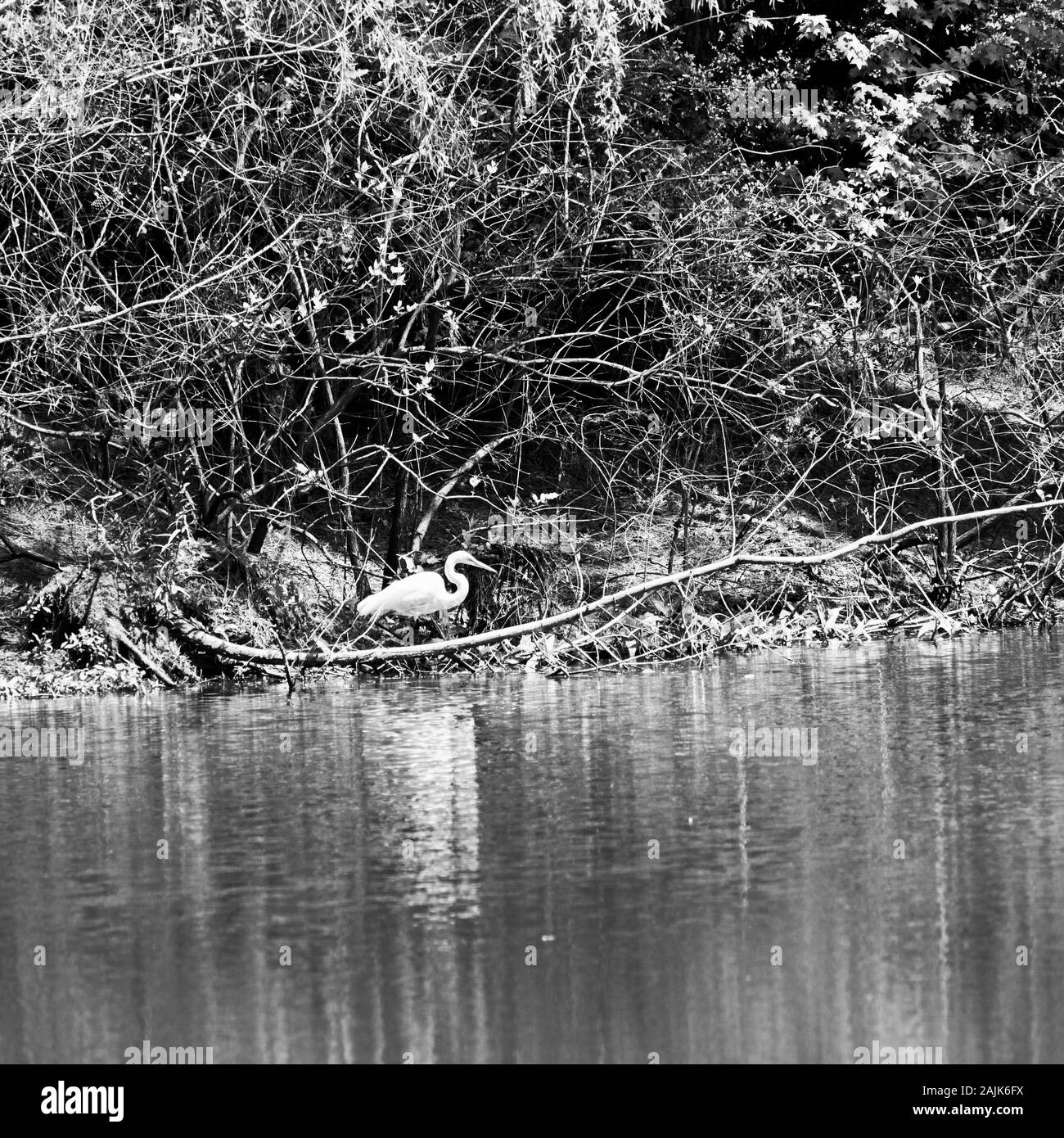 The Woodlands, TX USA - 04-02-2019  -  White Egret Bird in Pond in B&W Stock Photo