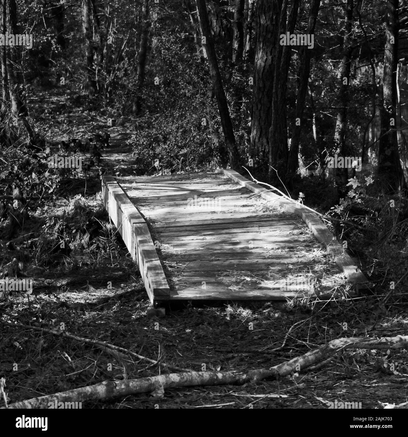 Conroe, TX USA - 11/15/2019  -  Wooden Bridge in the Woods in B&W Stock Photo